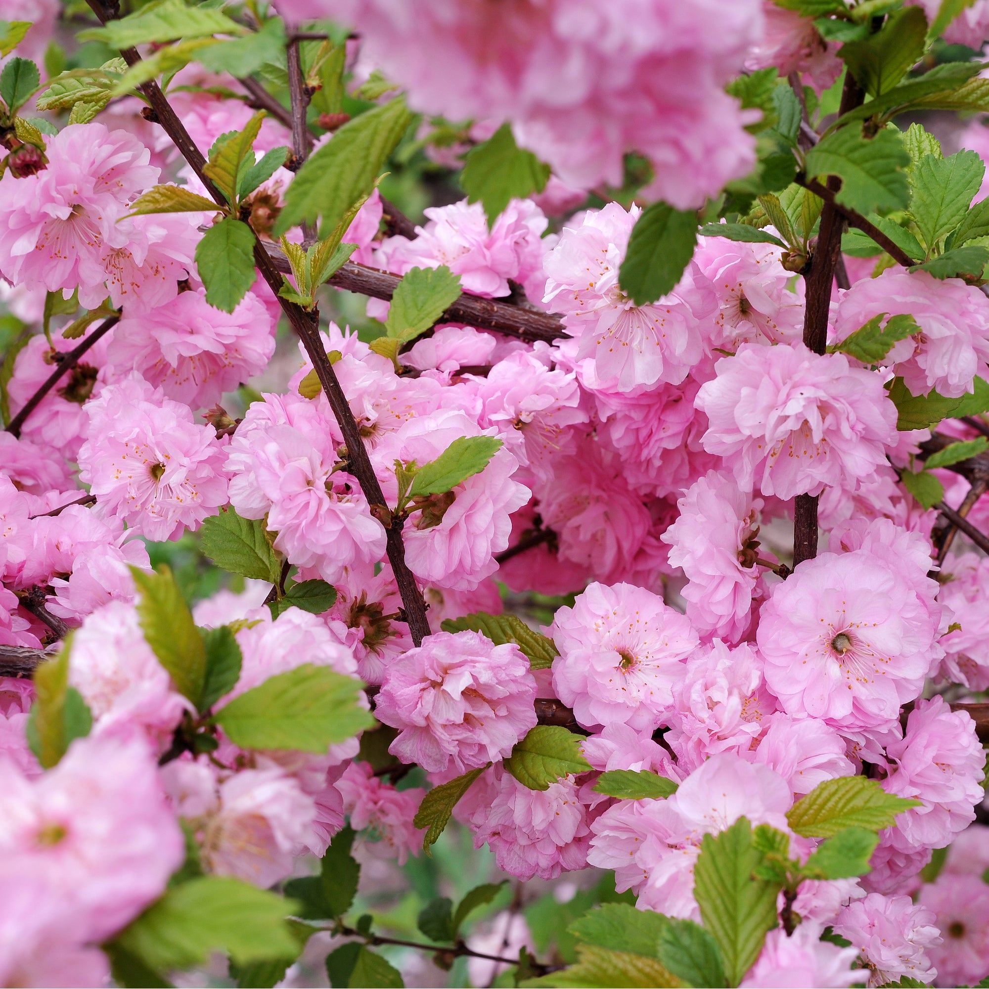 Prunus Triloba | Double Flowering Cherry-Almond Blossom Tree | 6ft (17 ...