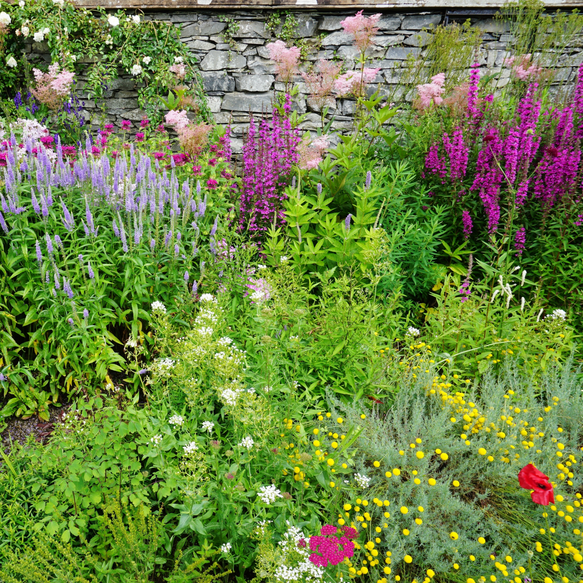 The Cottage Garden Ready-made Border features a vibrant mix of colorful wildflowers and cottage garden plants, with herbaceous perennials in purple, pink, yellow, red, and white blooming beautifully in front of a stone wall.
