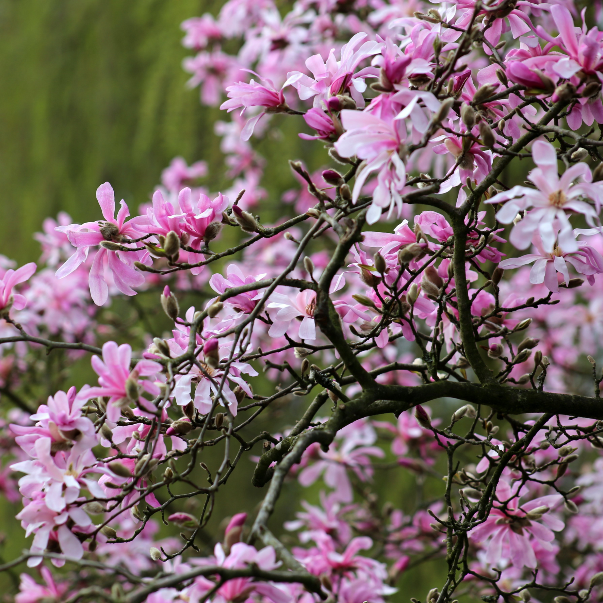 Magnolia x loebneri 'Leonard Messel'