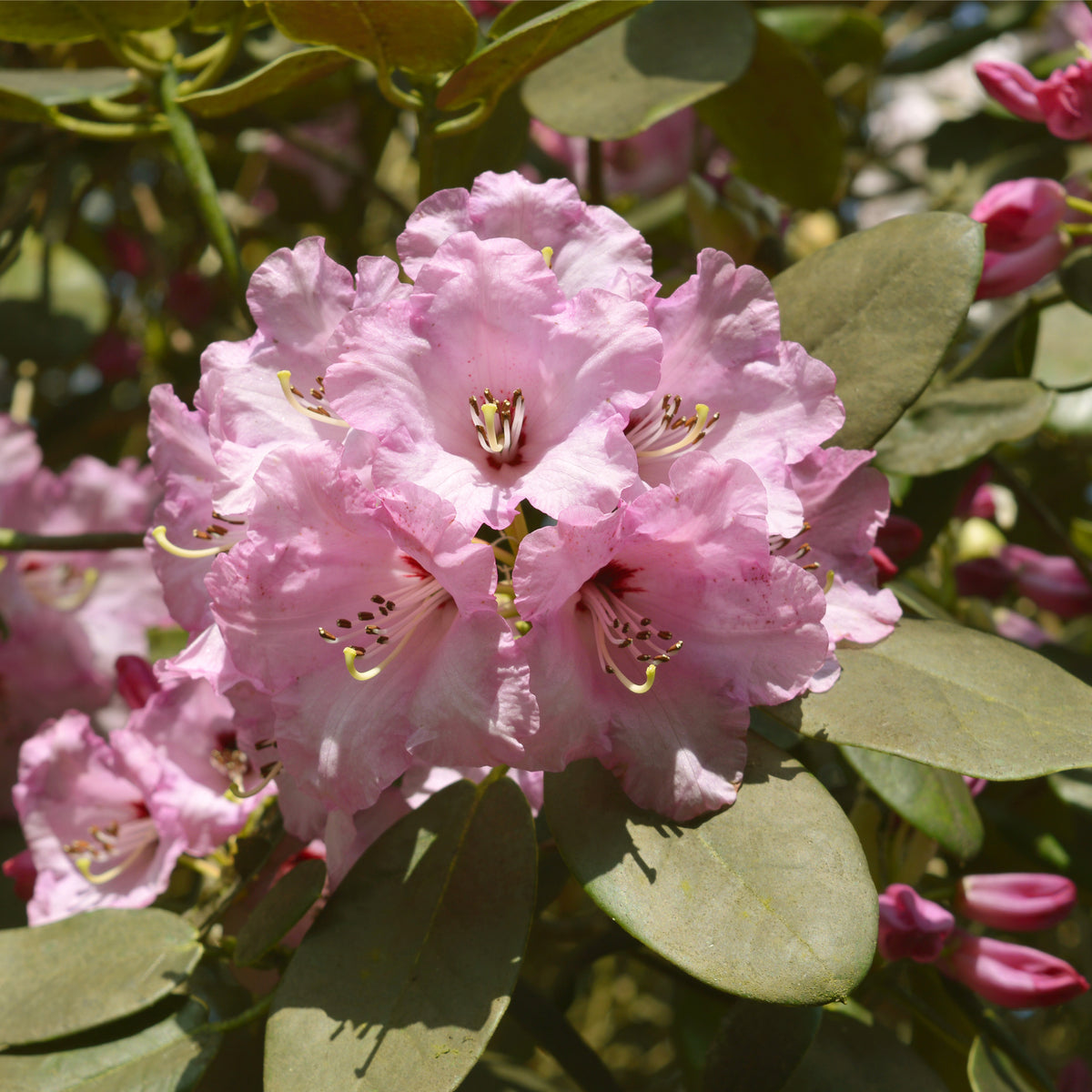 Rhododendron &#39;Christmas Cheer&#39; 5L | Flowers Late Winter/Early Spring