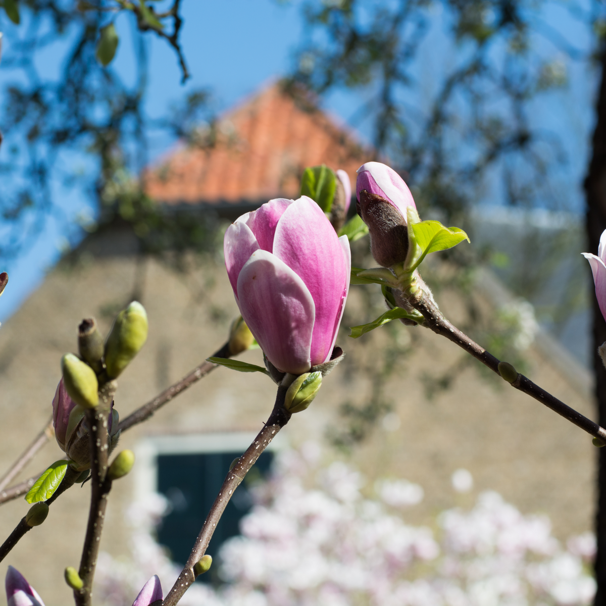 Magnolia &#39;George Henry Kern&#39; 1/3L displays deep pink flowers and buds on a branch, set against a blurred house with a red tile roof and a blue sky in the background.