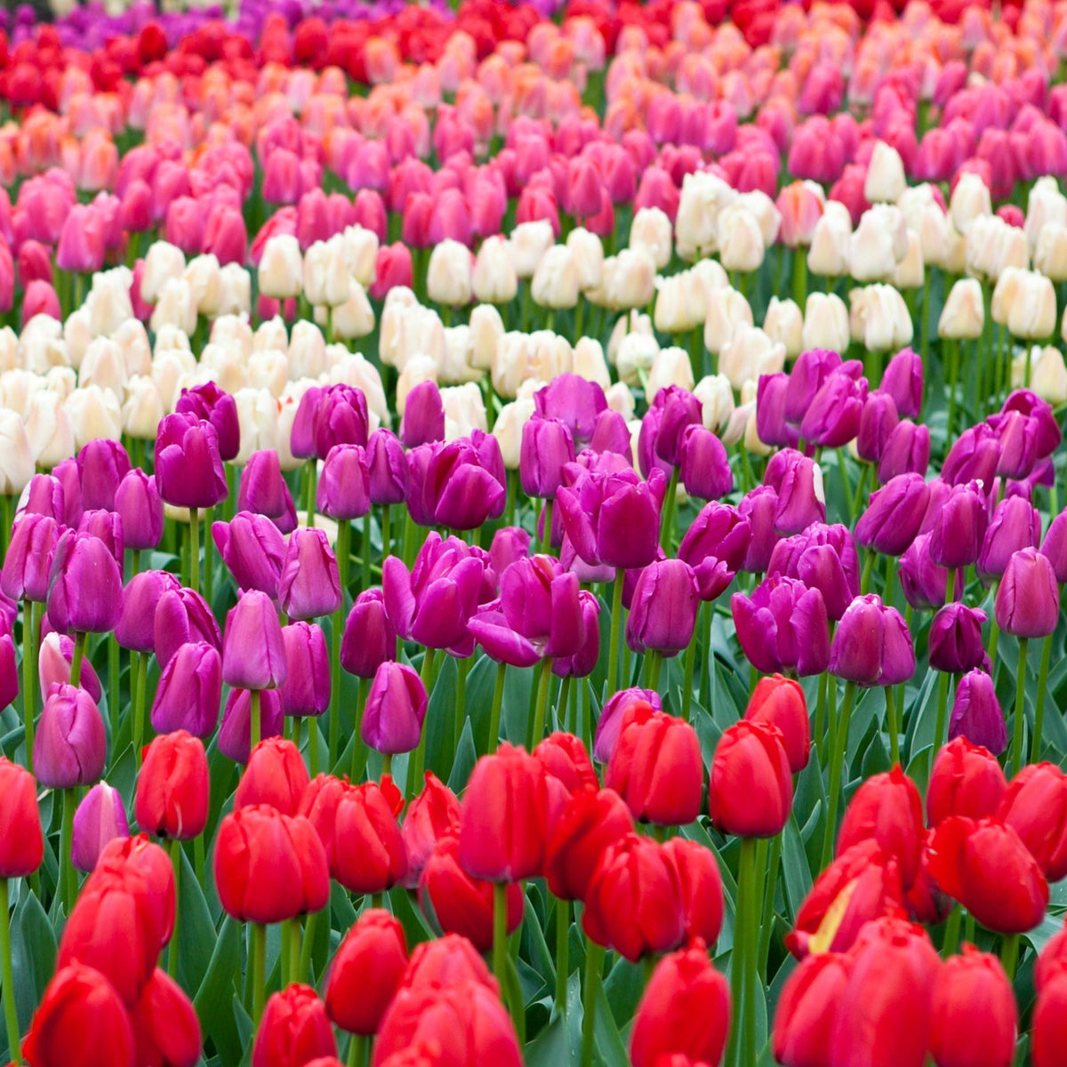 Tulip Triumph Mixed Bulbs (5 Bulbs)