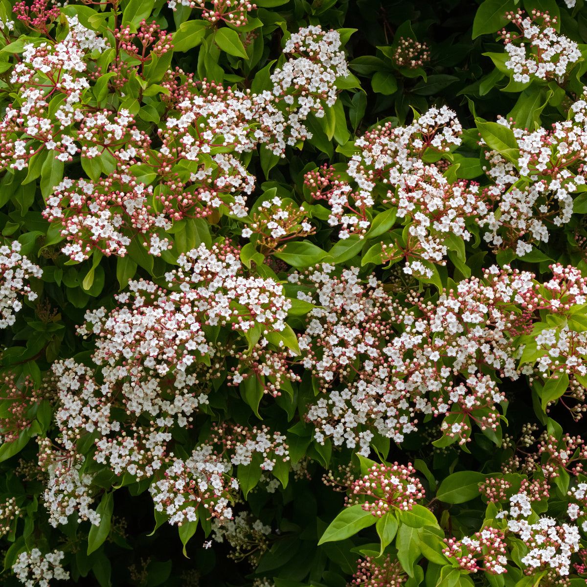 The Viburnum tinus Gwenllian 1L features dense clusters of small white flowers with pink buds and bright green leaves, creating a lush, evergreen shrub with fragrant blooms.