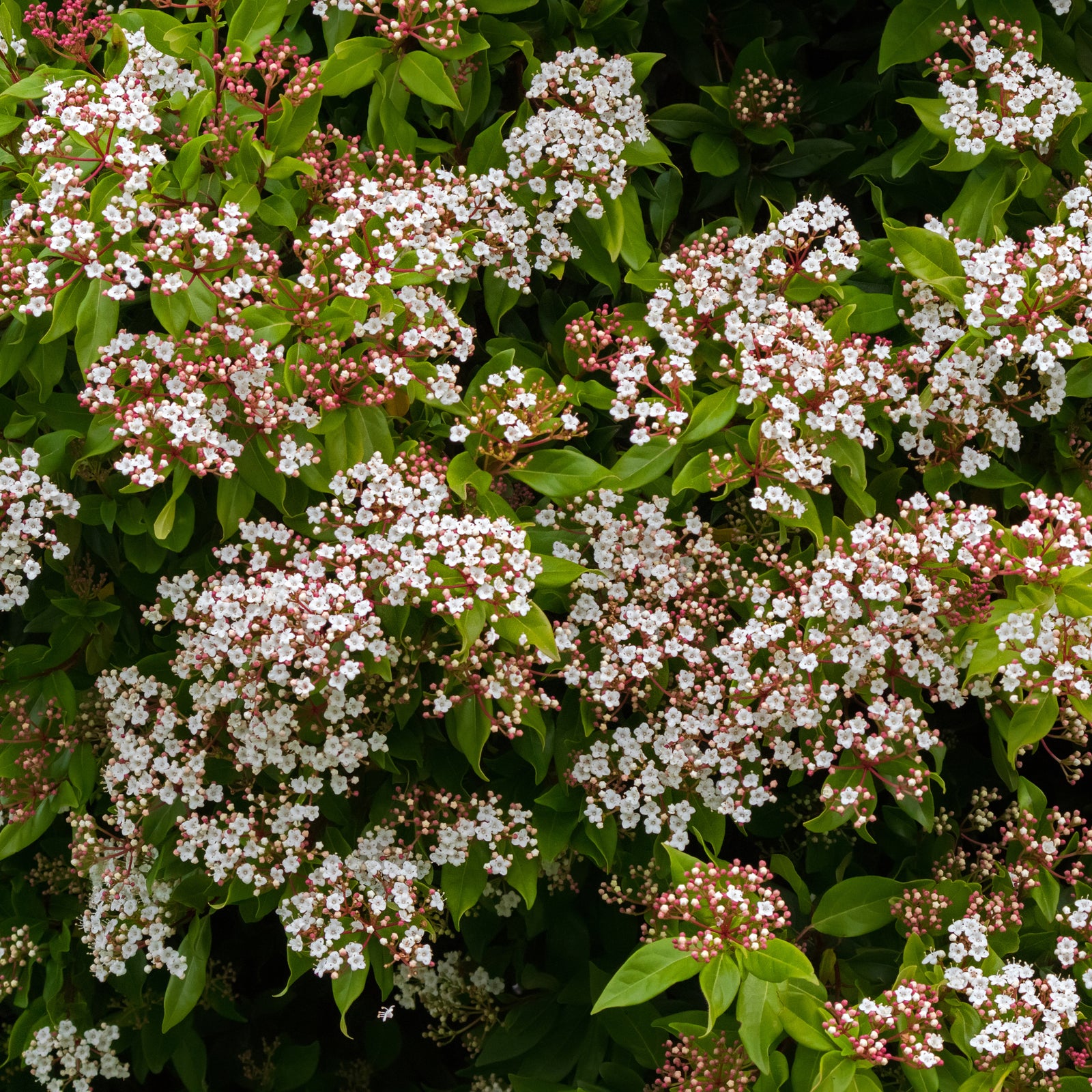 The Viburnum tinus Gwenllian 1L features dense clusters of small white flowers with pink buds and bright green leaves, creating a lush, evergreen shrub with fragrant blooms.