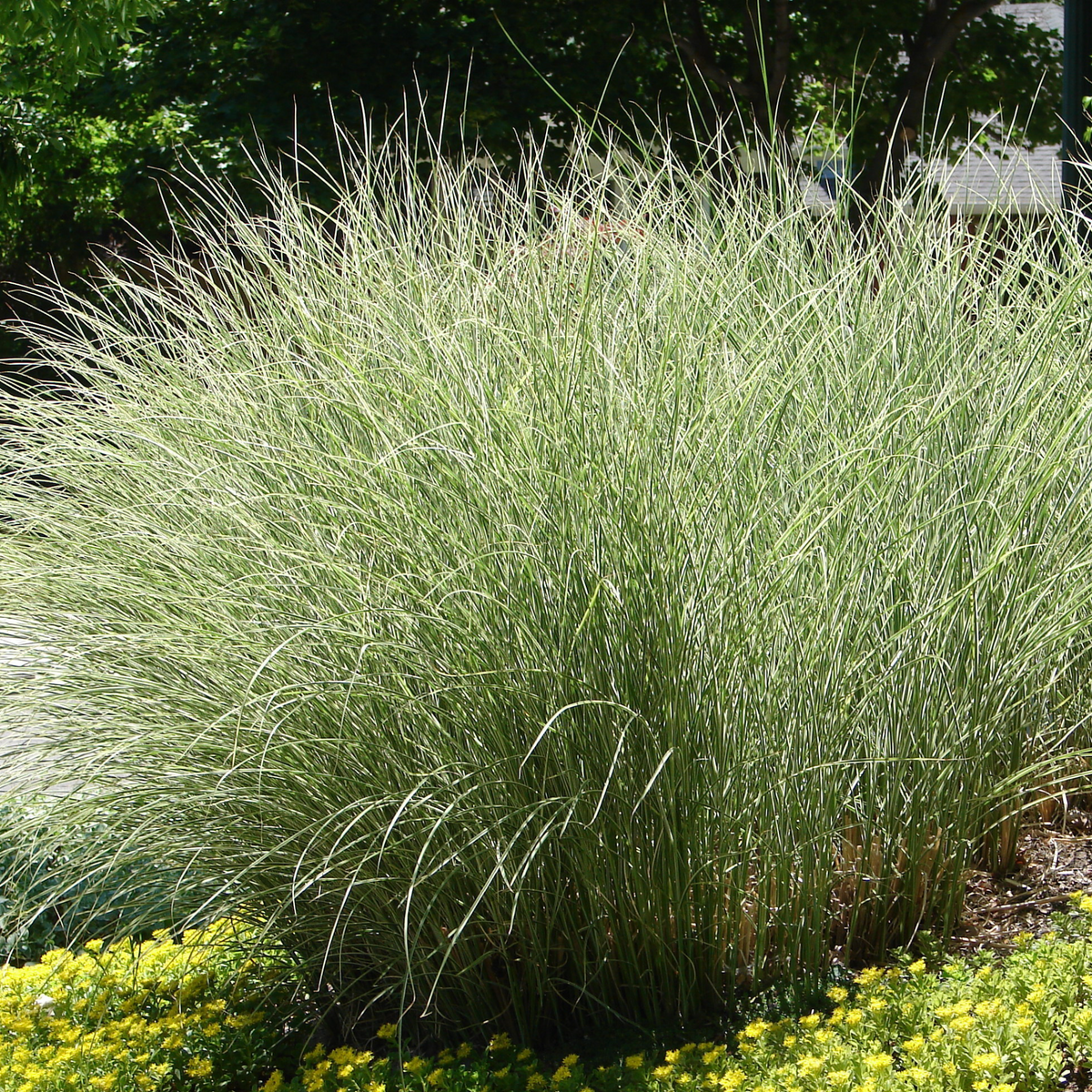 A dense clump of Miscanthus sinensis Morning Light 2L / 10L, with tall green blades and feathery seed heads, grows in a garden bed edged by low yellow-green ground cover and surrounded by leafy trees and shrubs.