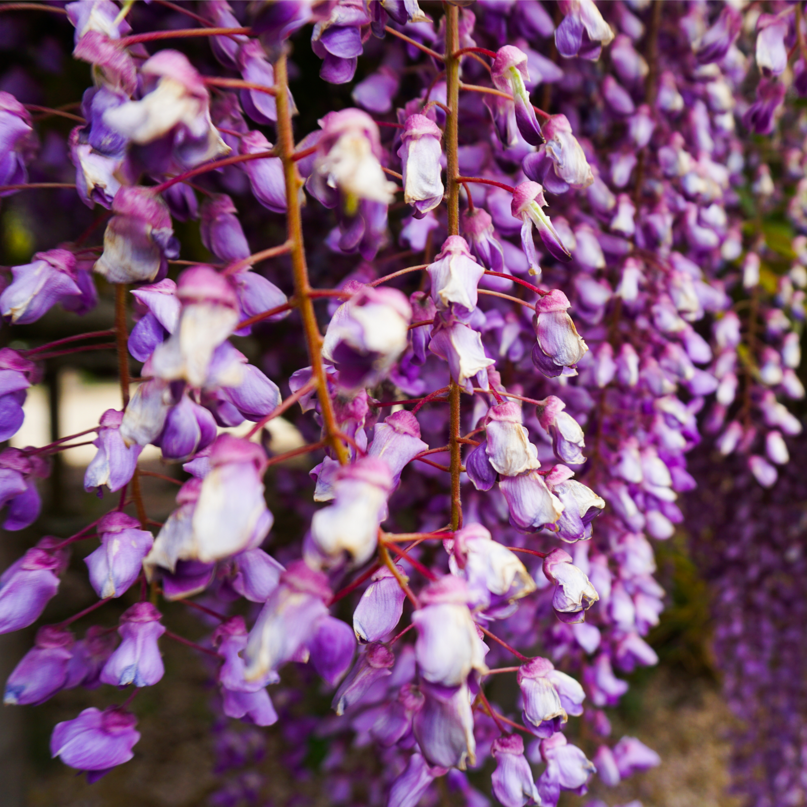 Wisteria floribunda 'Black Dragon' 70cm displays vibrant purple double blooms cascading from branches amidst lush green leaves, with sunlight filtering through the fragrant racemes.