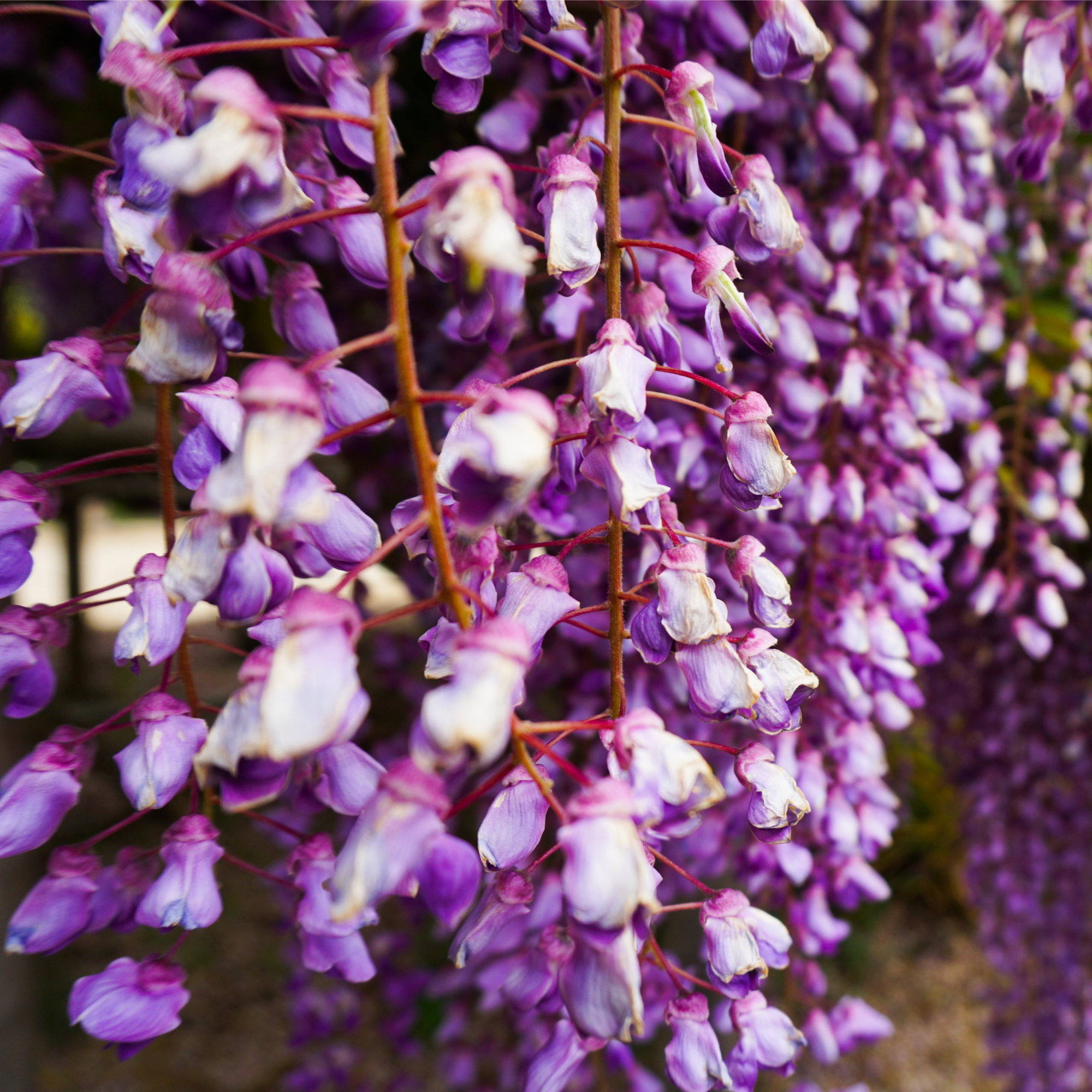 Wisteria floribunda 'Black Dragon' 70cm