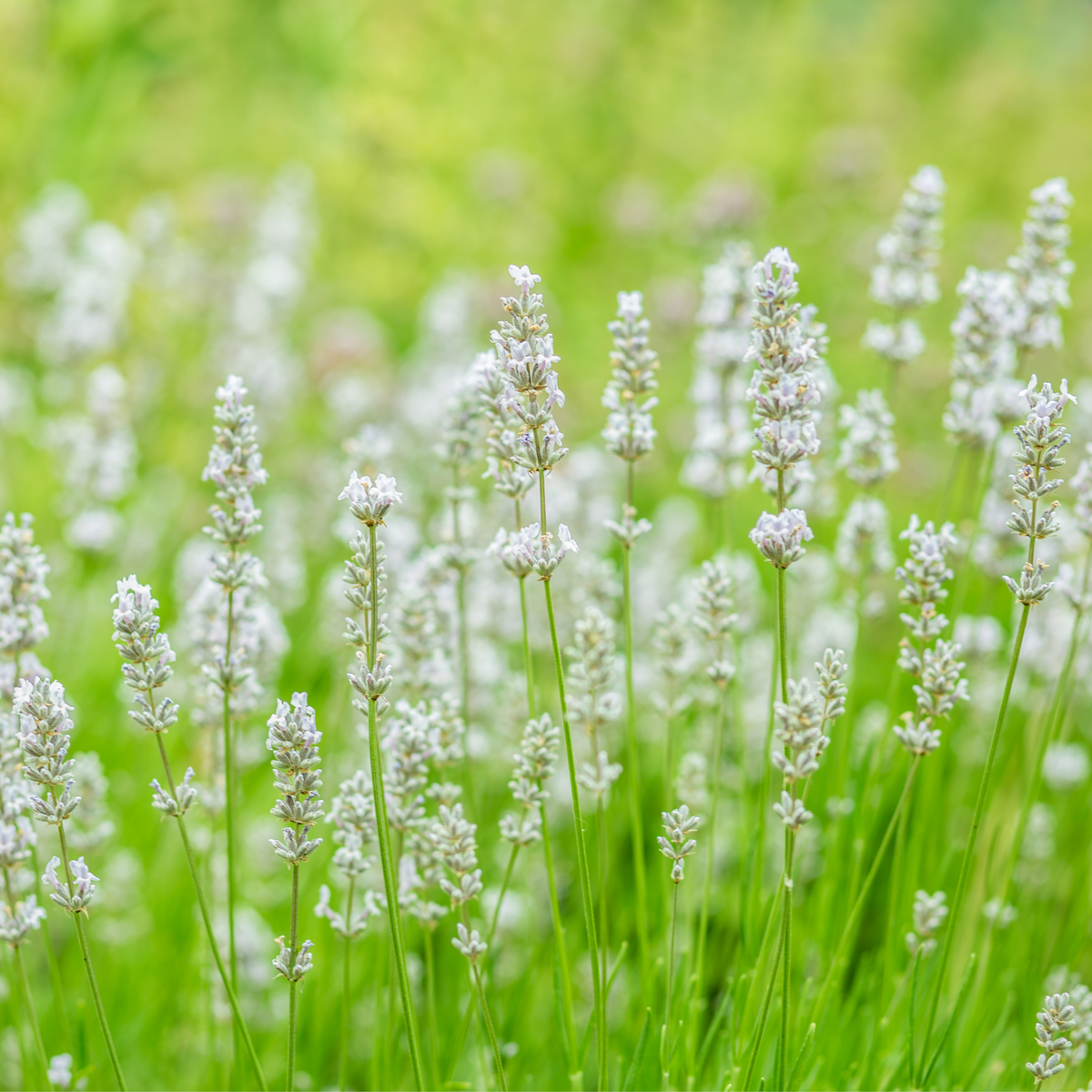 Lavender &#39;Aromance White&#39; 2L