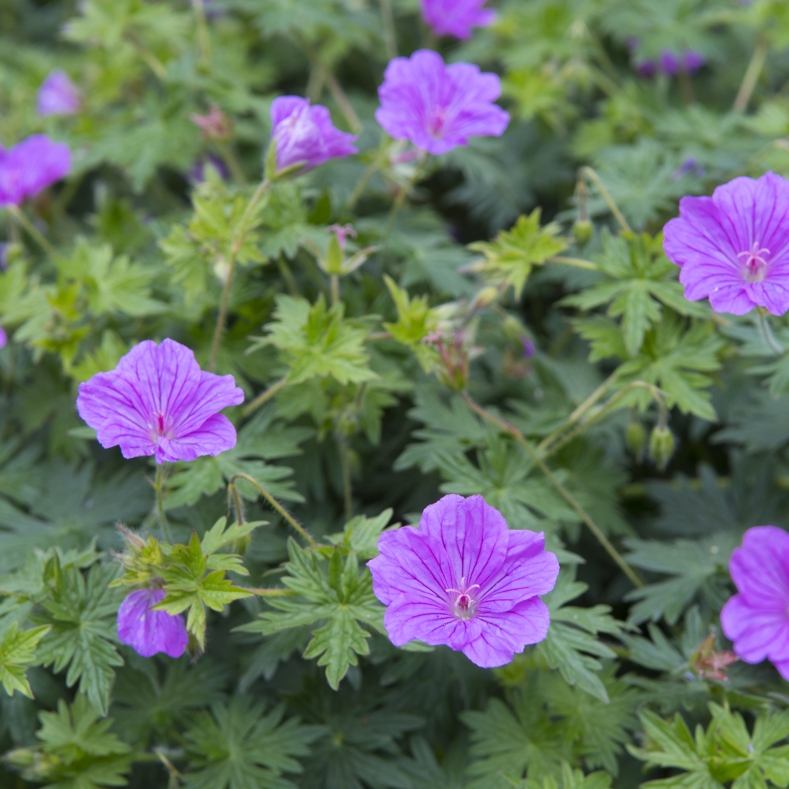 Geranium 'Blushing Turtle' 2L features vibrant purple, veined flowers amid dense green foliage. This pollinator-friendly perennial is perfect as ground cover, adding lush color to your garden.