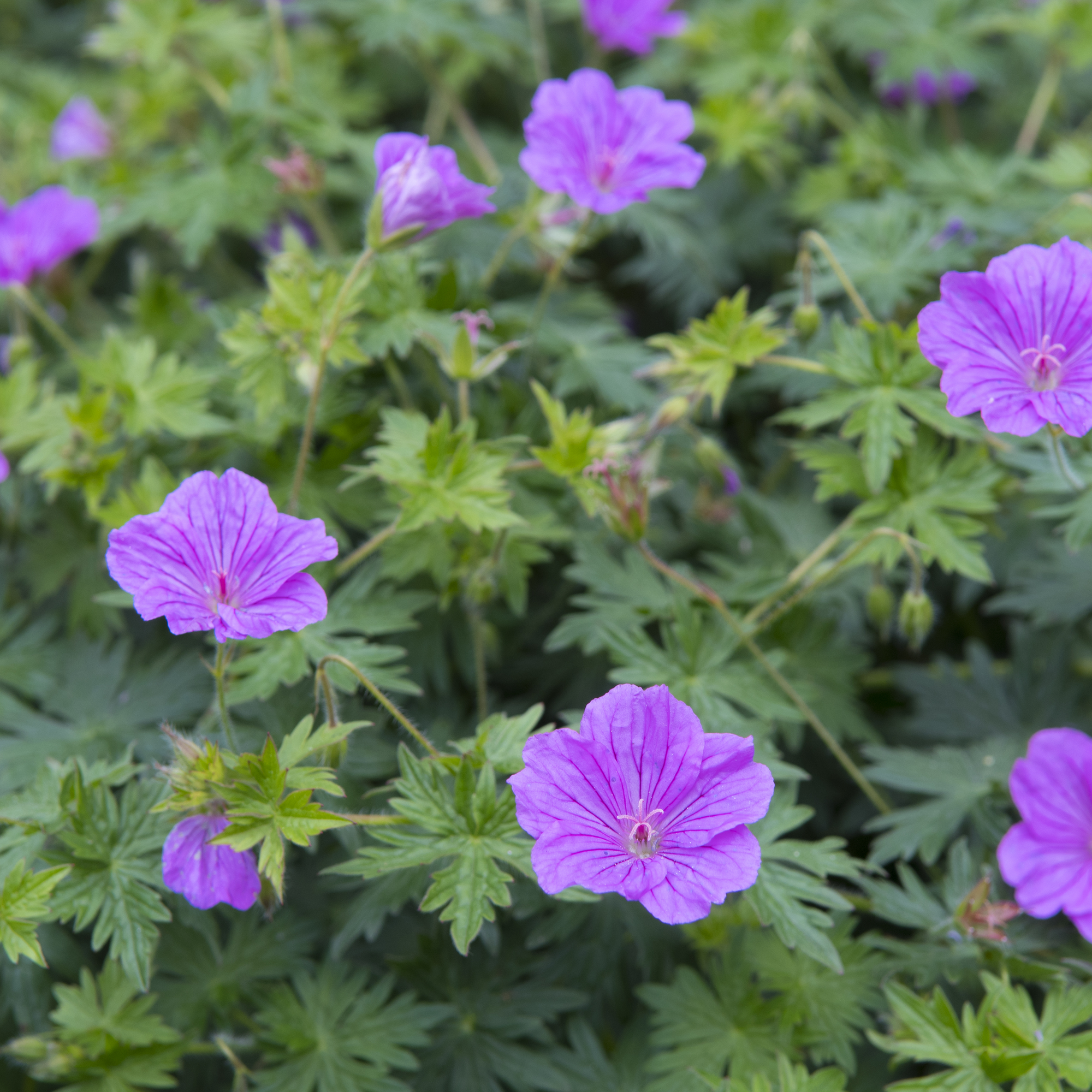 Geranium 'Blushing Turtle' 2L