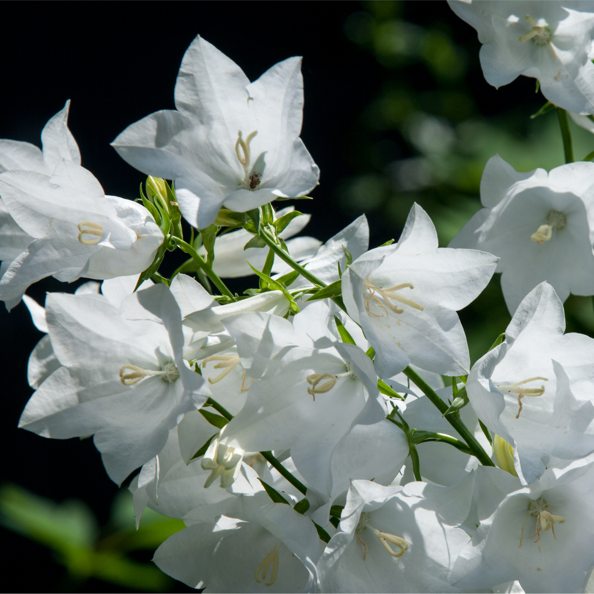 Campanula pyramidalis White 1L