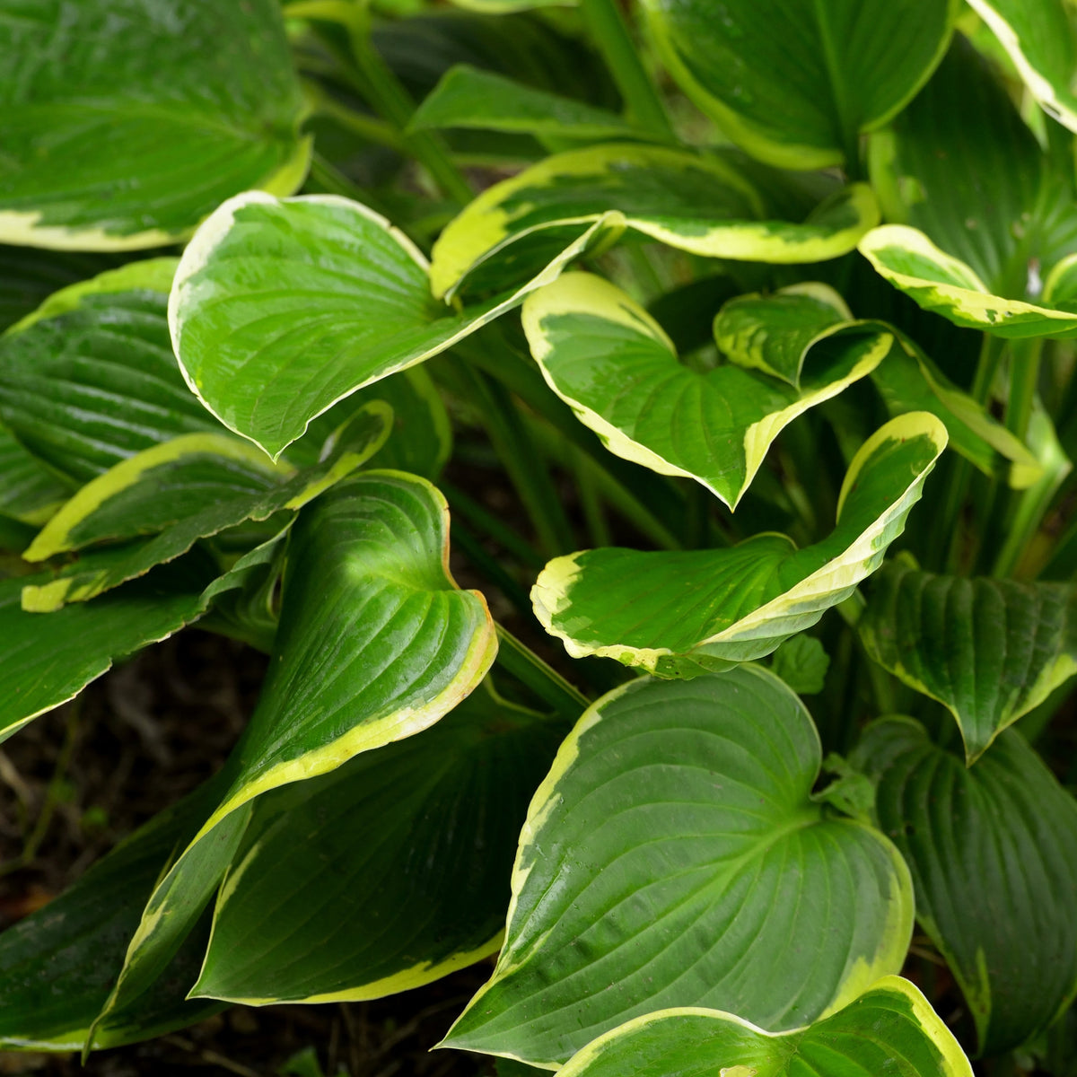 Hosta &#39;Aureomarginata&#39; 2L