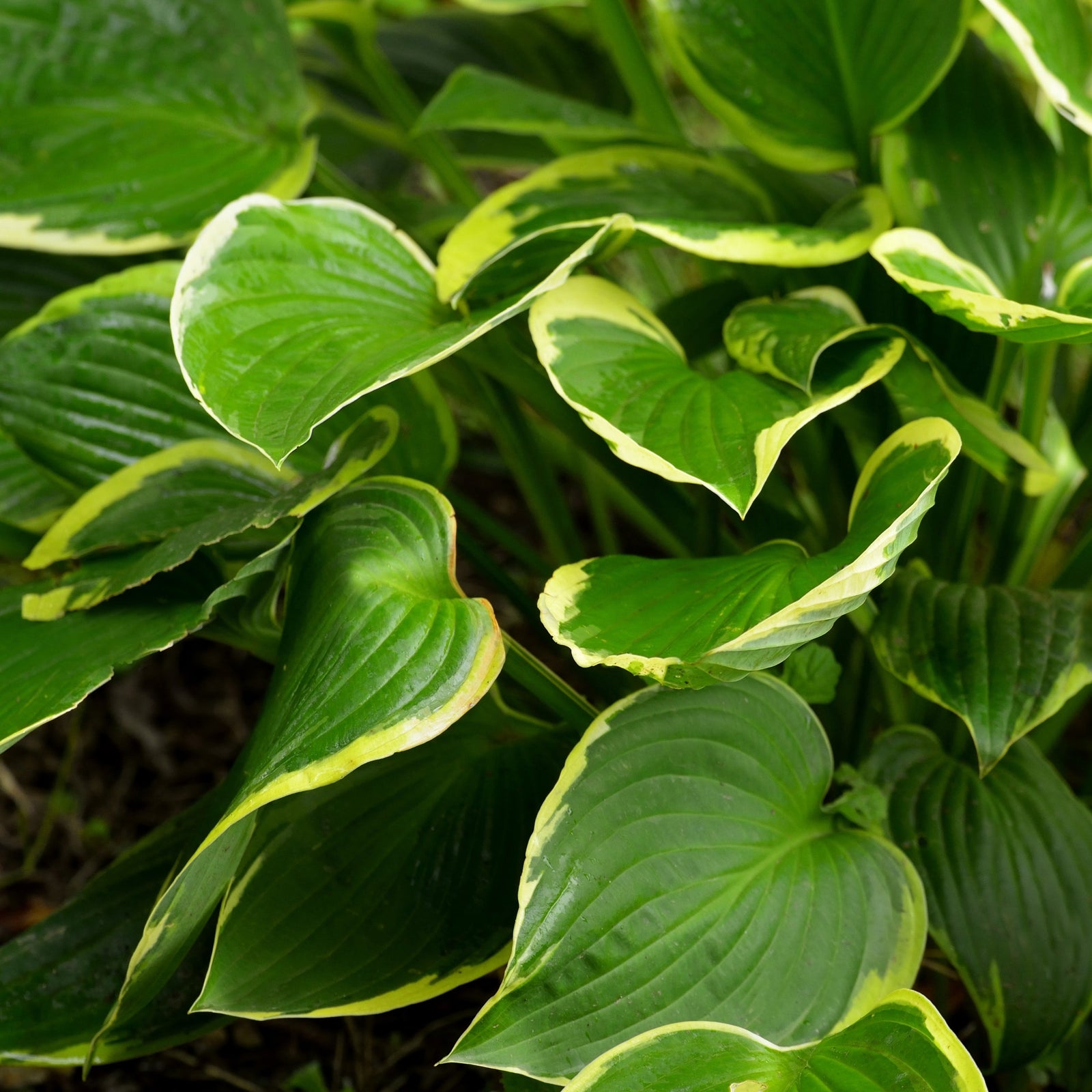 Hosta 'Aureomarginata' 2L