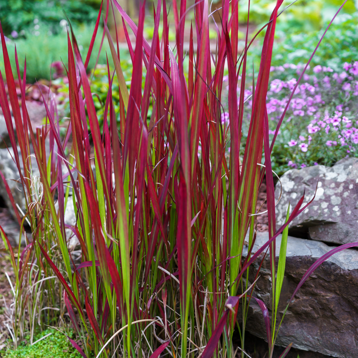 Imperata cylindrica Red Baron (Japanese Blood Grass) 9cm/2L/3L/7.5L
