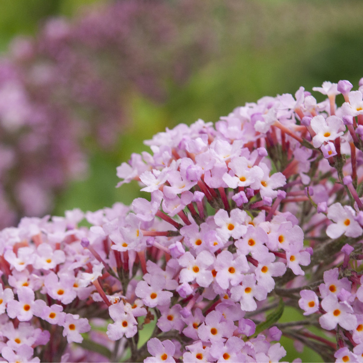 Clusters of small, pink fragrant flowers with orange centers bloom densely on slender stems against green foliage, highlighting the beauty of Buddleja davidii &#39;Pink Delight&#39; 9cm/1L butterfly bush.