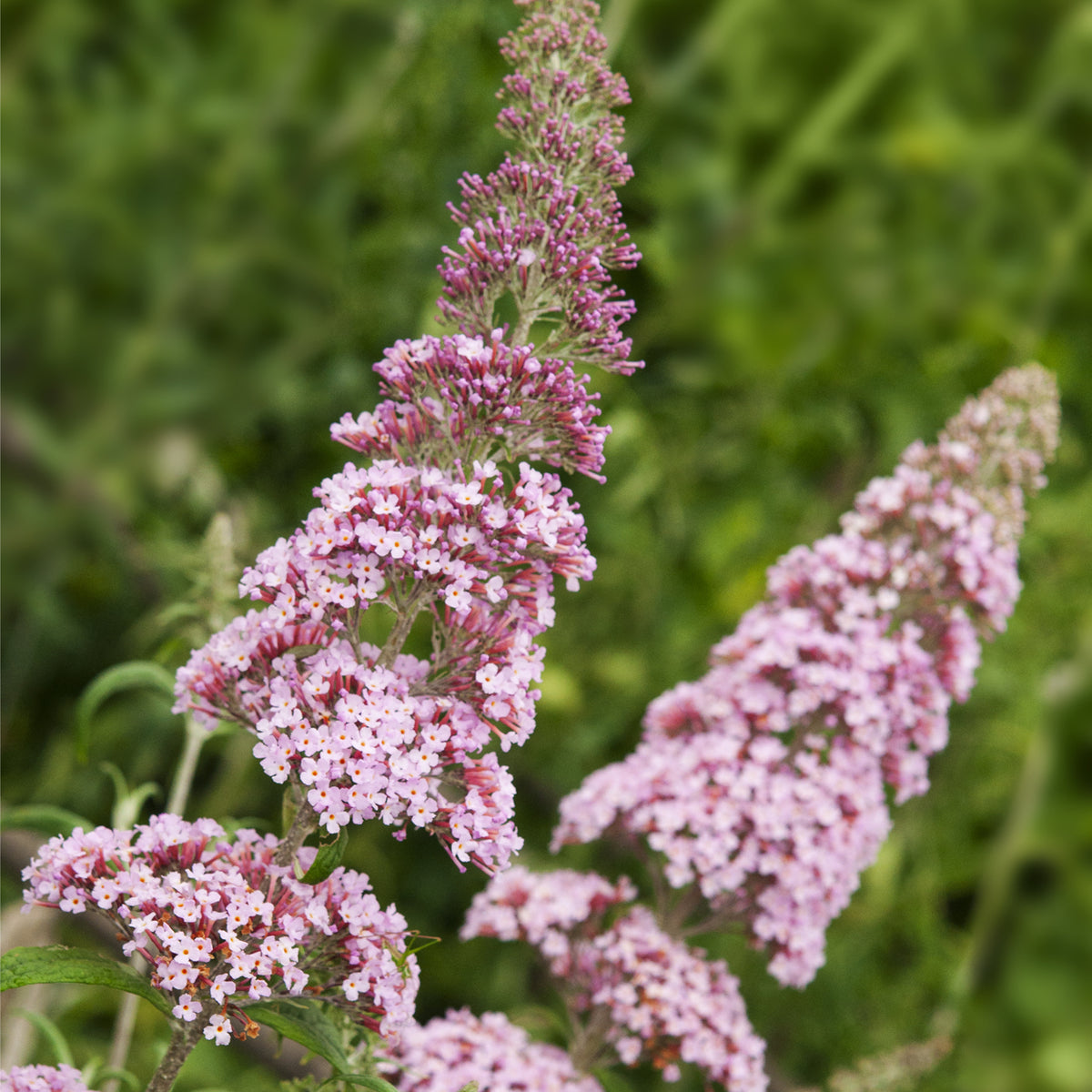 Buddleja davidii &#39;Pink Delight&#39; 9cm/1L is a deciduous shrub with dense clusters of small, fragrant pale pink flowers on cone-shaped spikes set against green foliage.