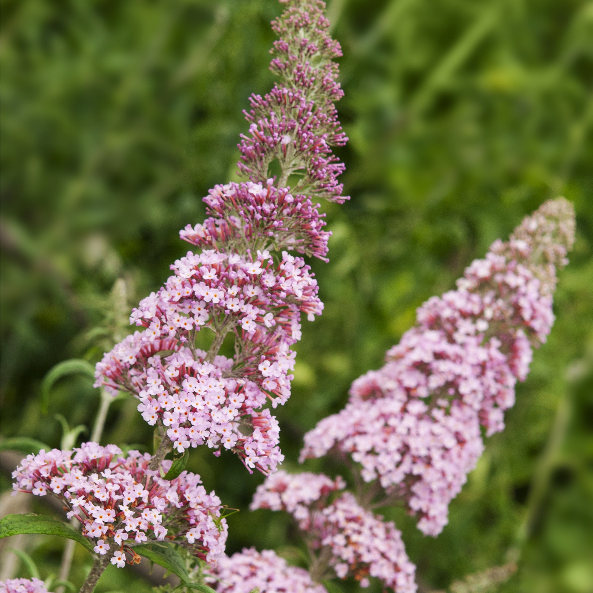 Buddleja davidii 'Pink Delight' 1L