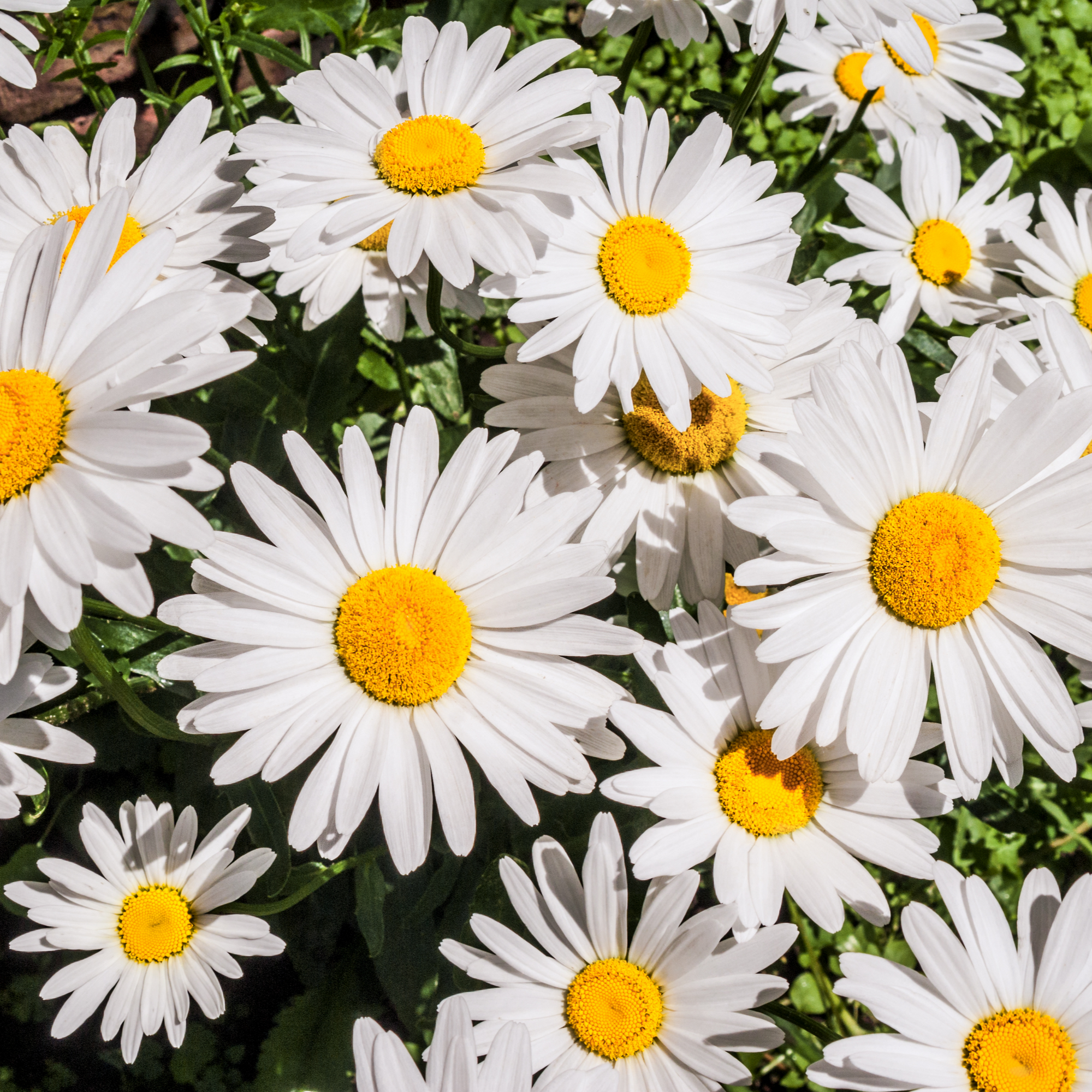 Leucanthemum 'Ooh La Lagrande' 2L