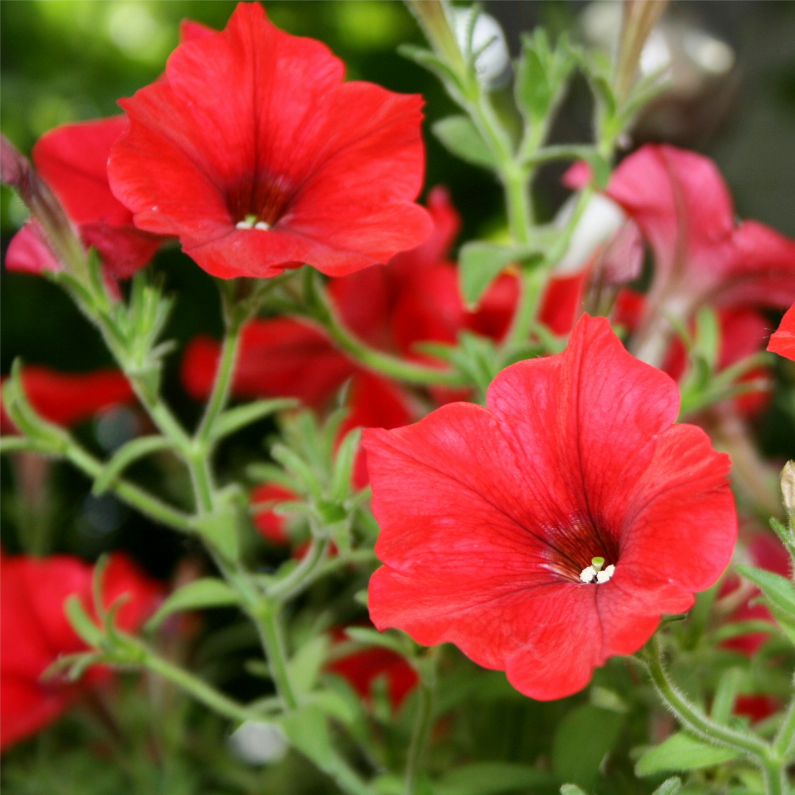Petunia 'Trailing Surfinia Red' 9cm features vibrant red blooms and lush green foliage, thriving in natural light—ideal for adding summer color to hanging baskets.