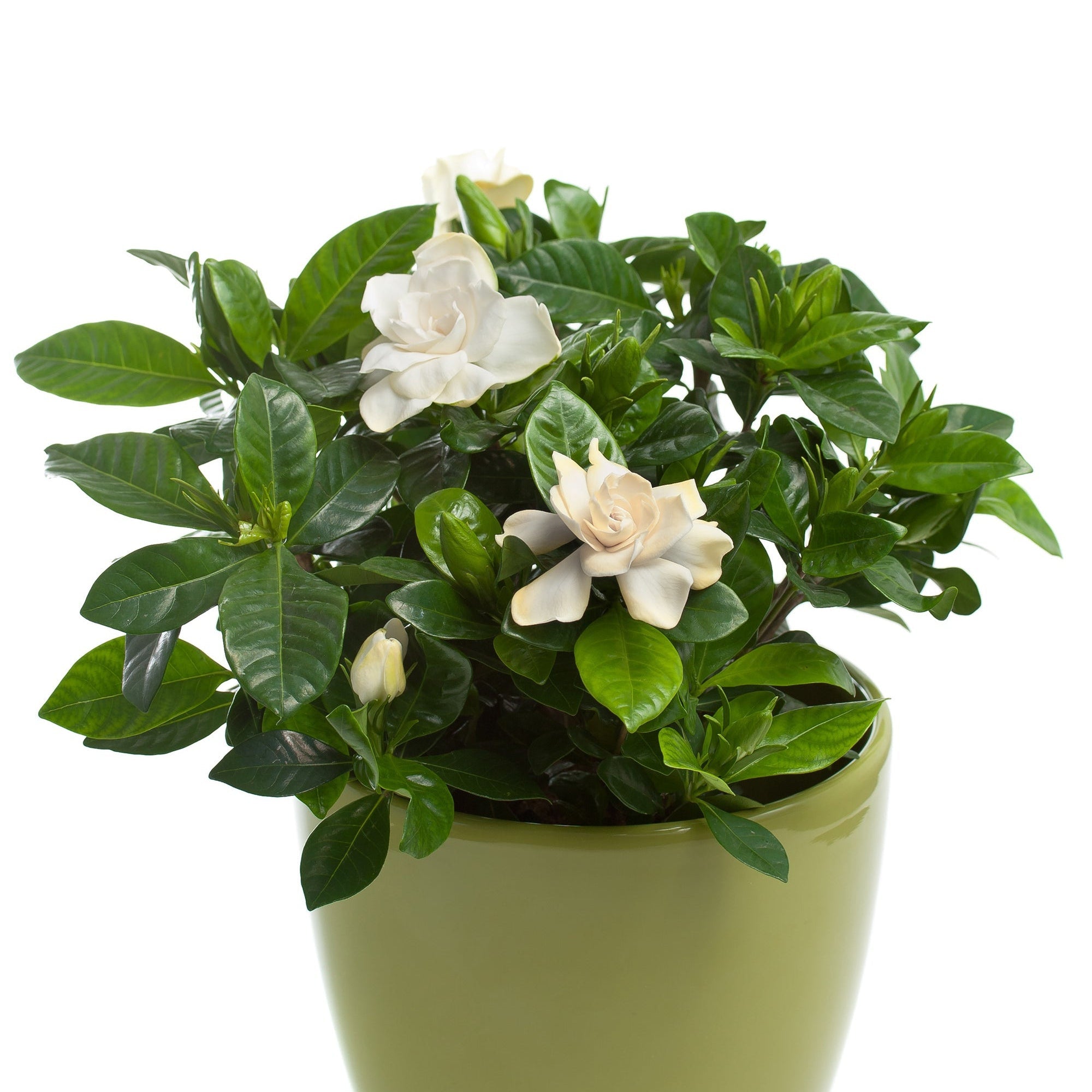 Gardenia Jasminoides | 1.5L Growers Pot