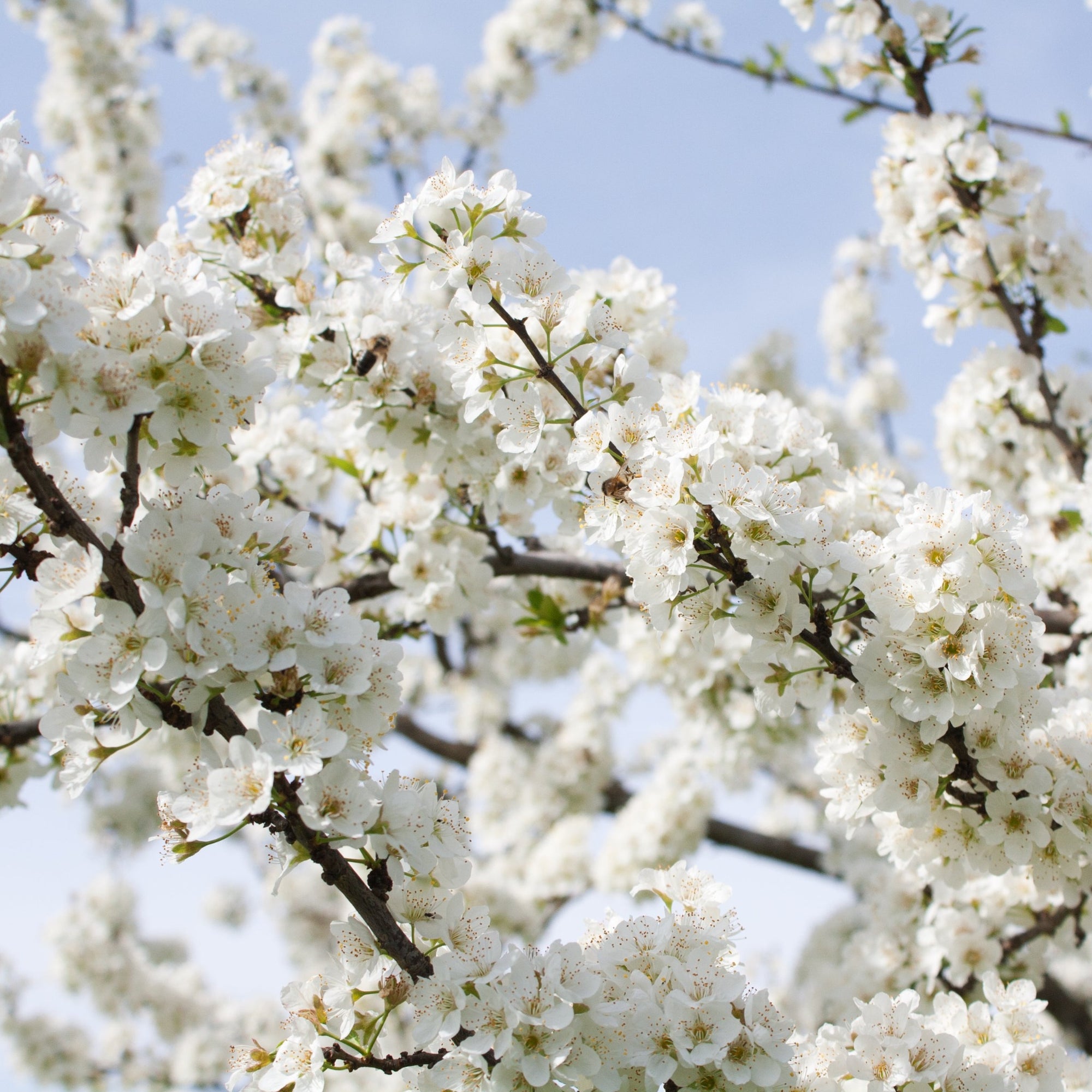 Ornamental Flowering Cherry Blossom Shrub - ‘Briljant’