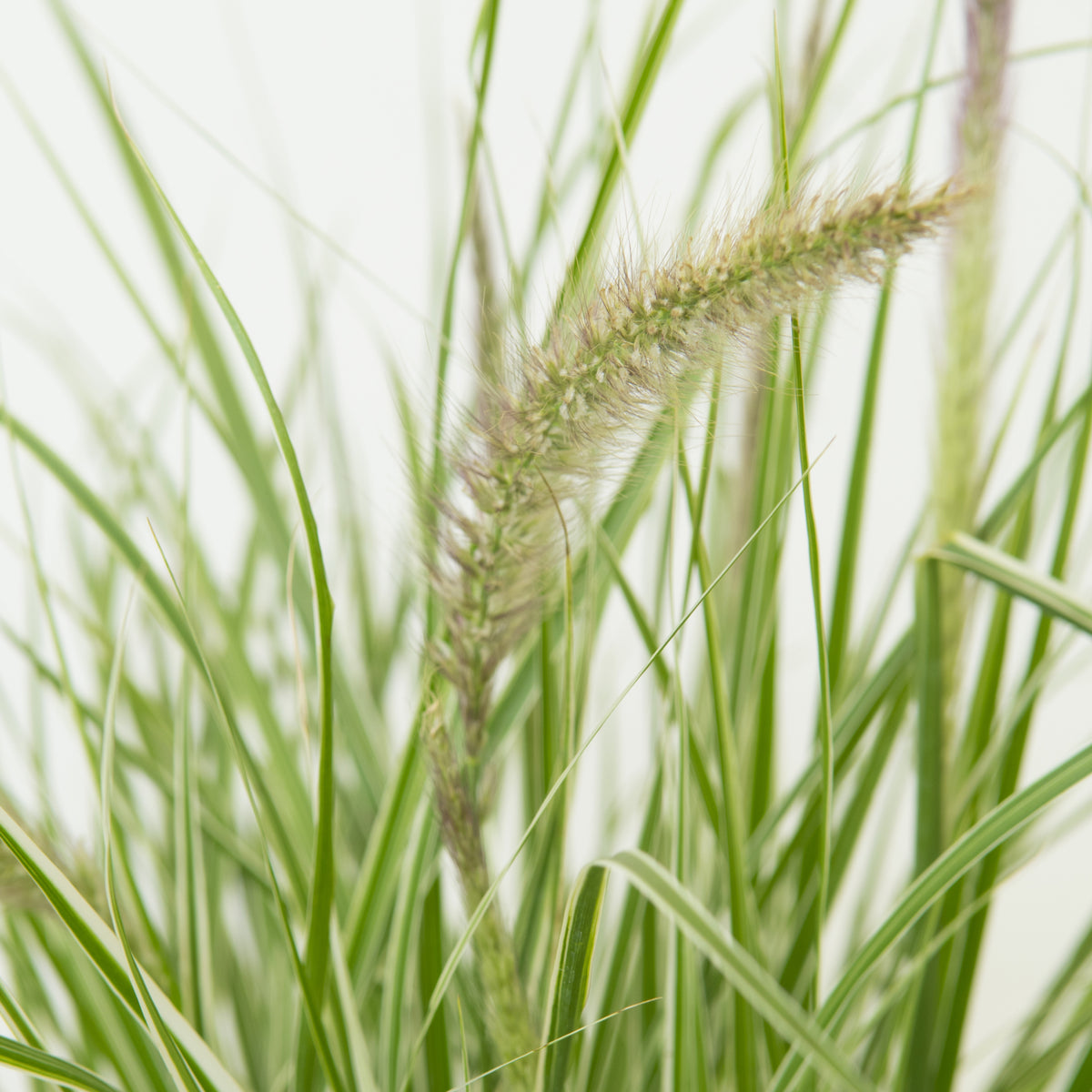 Close-up of Pennisetum &#39;Sky Rocket&#39; Ornamental Grass featuring a fuzzy, elongated seed head in sharp focus. Thin, spiky blades—some variegated—fill most of the image, set against a softly blurred, light background.