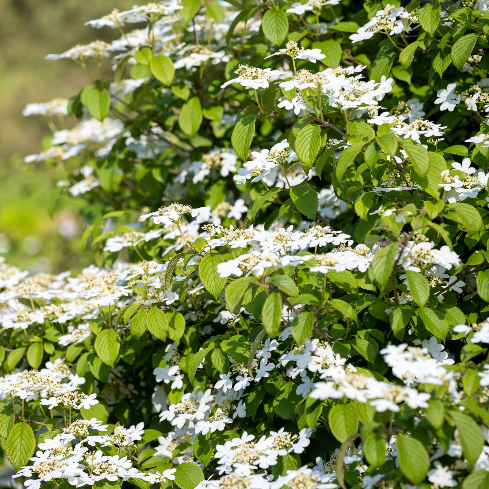 Close-up of Viburnum plicatum 'Watanabe' (Japanese Snow Bush) 3L, featuring delicate white flowers with yellow centers and green leaves, softly blurred in the background for a gentle, peaceful feel.