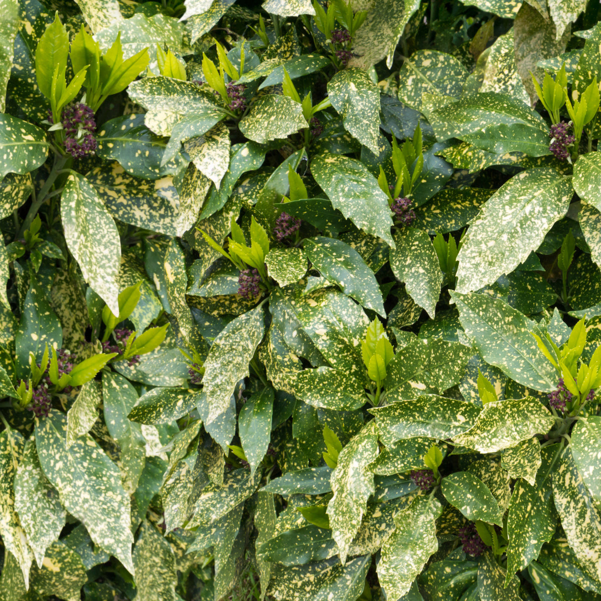Dense green foliage with golden splashes and small purple buds make the Aucuba Spotted Laurel 2L / 5L a vibrant, evergreen shrub that looks lush and healthy, adding rich texture to your garden.