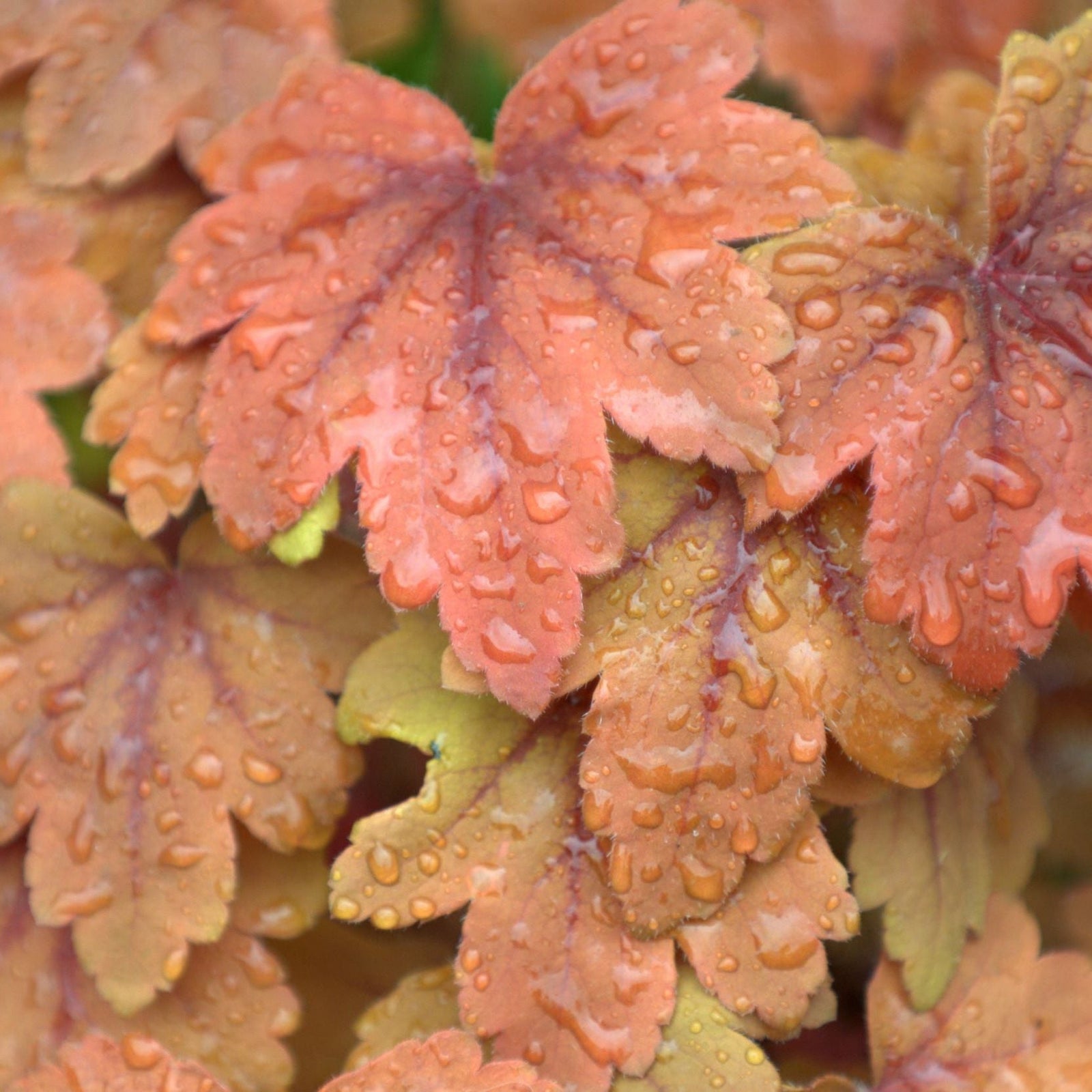 Close-up of Heucherella 'Sweet Tea' 2L autumn leaves in orange and yellow shades with water droplets, showing texture and color—ideal for bringing vibrant color to your compact perennial garden.