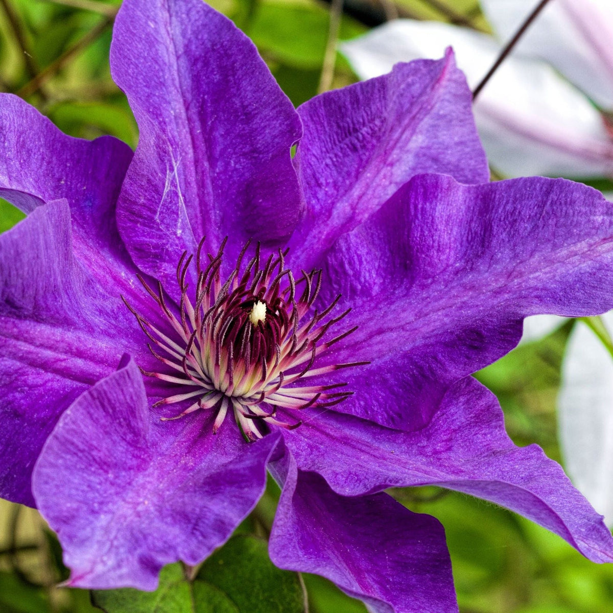 The Clematis &#39;The President&#39; 60cm displays striking, large flowers with pointed petals and a spiky dark purple and white center, highlighted by lush green foliage and hints of deep violet blooms in the background.