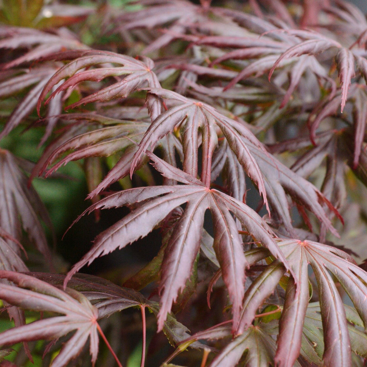 Acer palmatum &#39;Trompenburg&#39; 3L (80cm)
