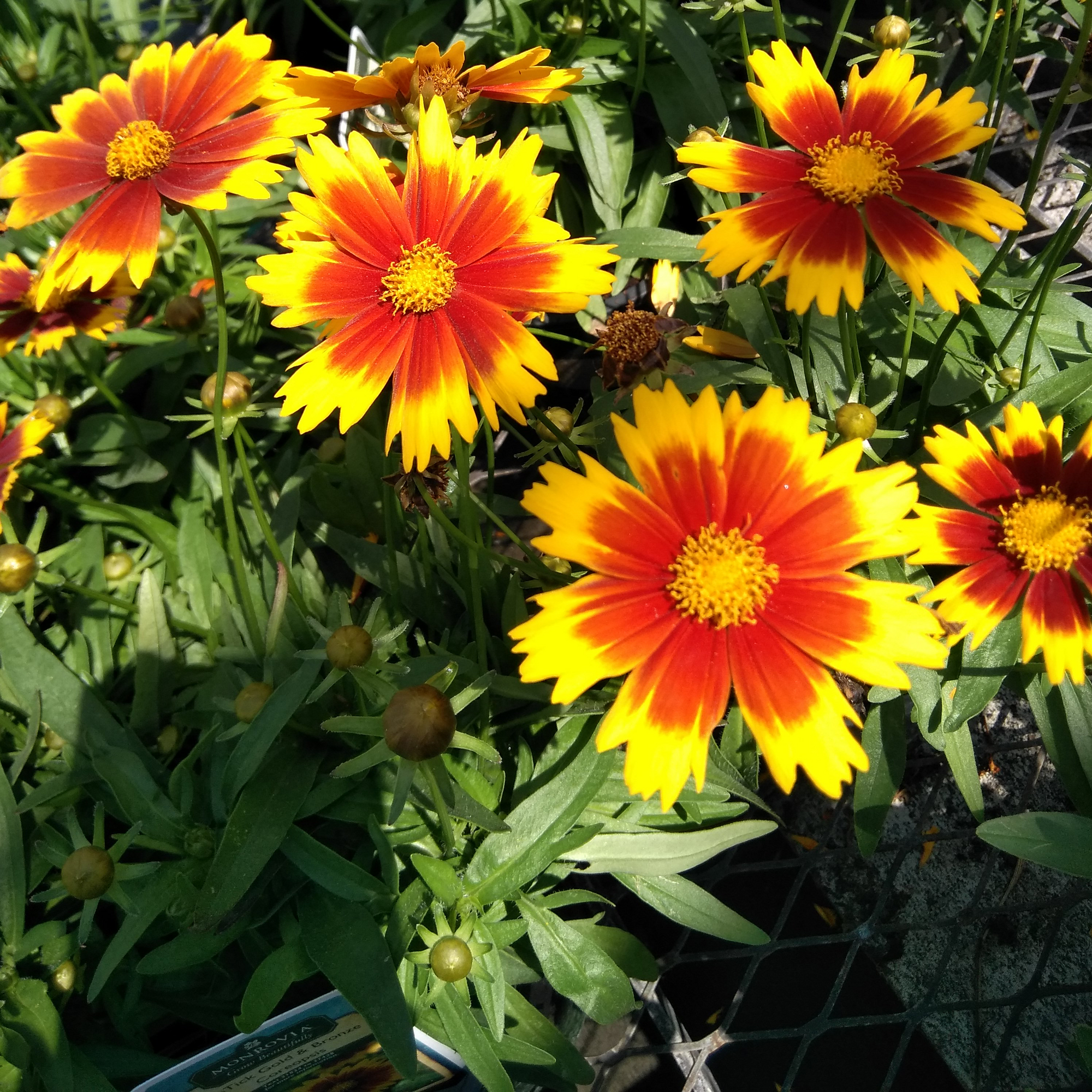 Coreopsis - Uptick Gold and Bronze 2L