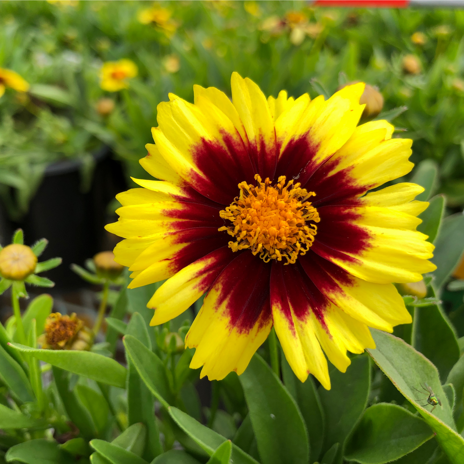 The Coreopsis - Uptick Yellow and Red 3L features bright yellow petals with a deep red center, blooming among green leaves and buds. This perennial stands out with its vibrant colors and is also drought tolerant.