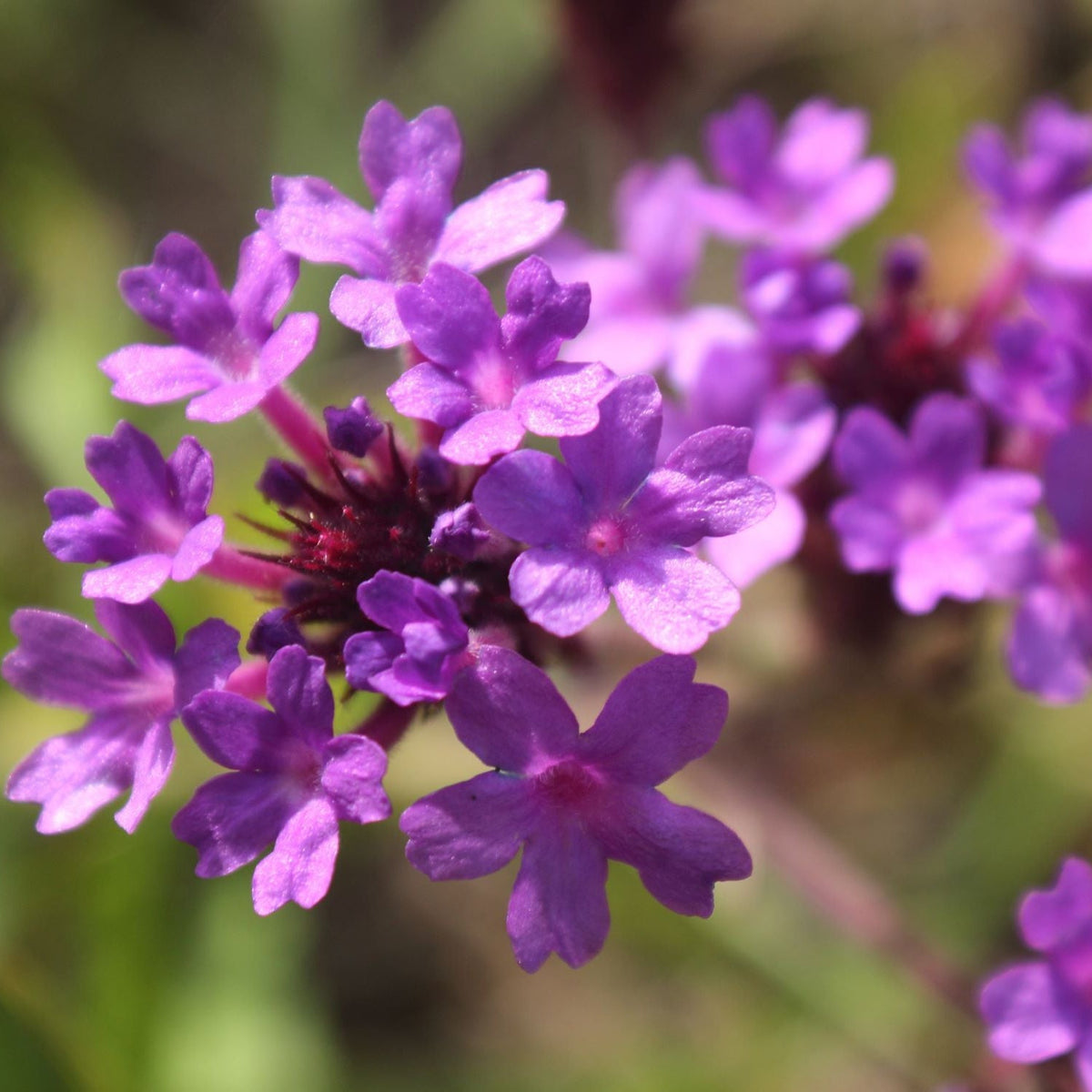 Close-up of vibrant purple flowers with five petals on Verbena &#39;Rigida&#39; (9cm/1.5L/2L), also known as Slender Verbena. Clusters of delicate, textured blooms stand out against a softly blurred green and brown background.