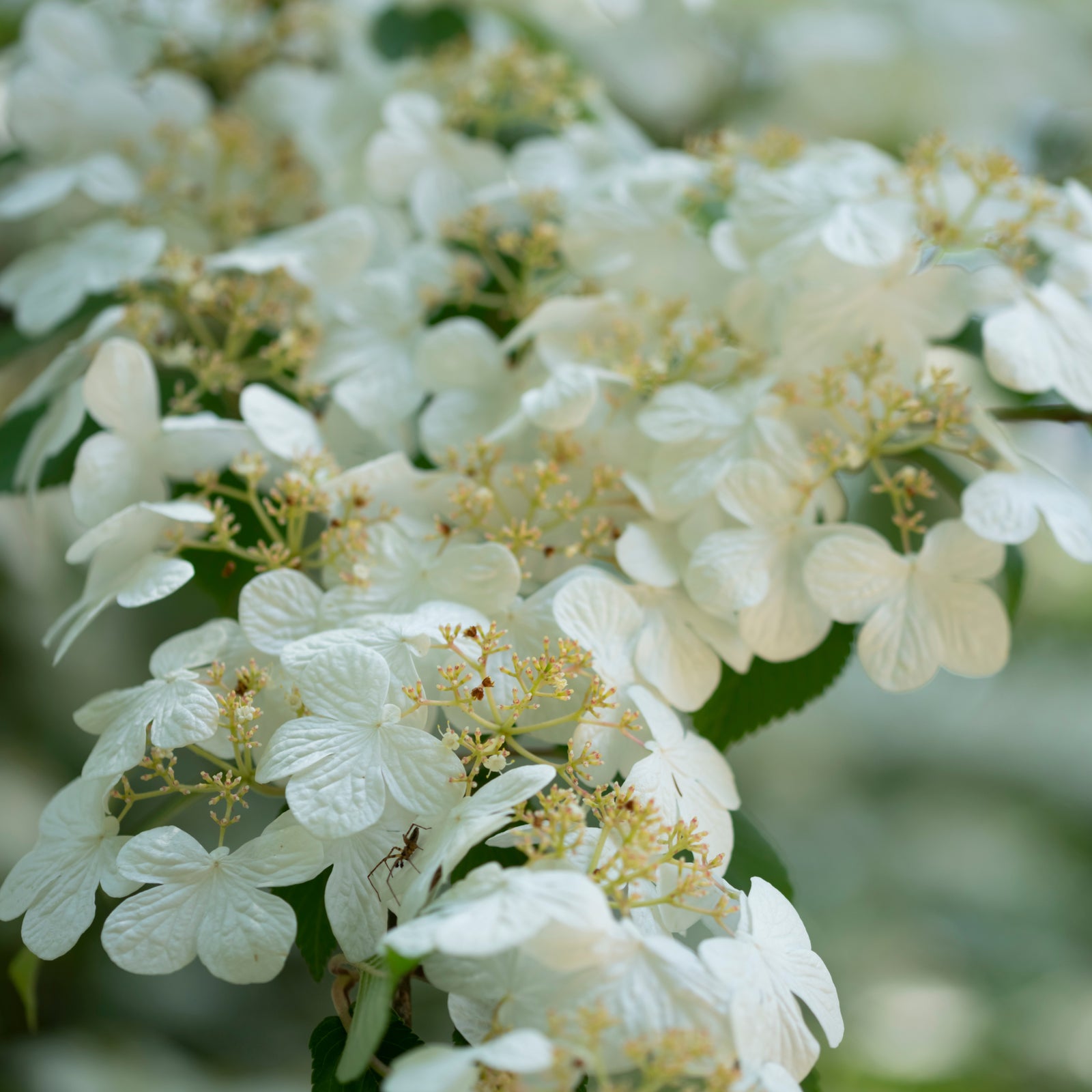 Close-up of Viburnum plicatum 'Watanabe' (Japanese Snow Bush) 3L, featuring delicate white flowers with yellow centers and green leaves, softly blurred in the background for a gentle, peaceful feel.