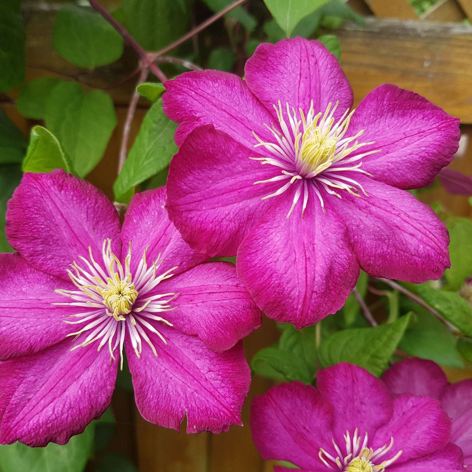 Clematis 'Ville de Lyon' 60cm