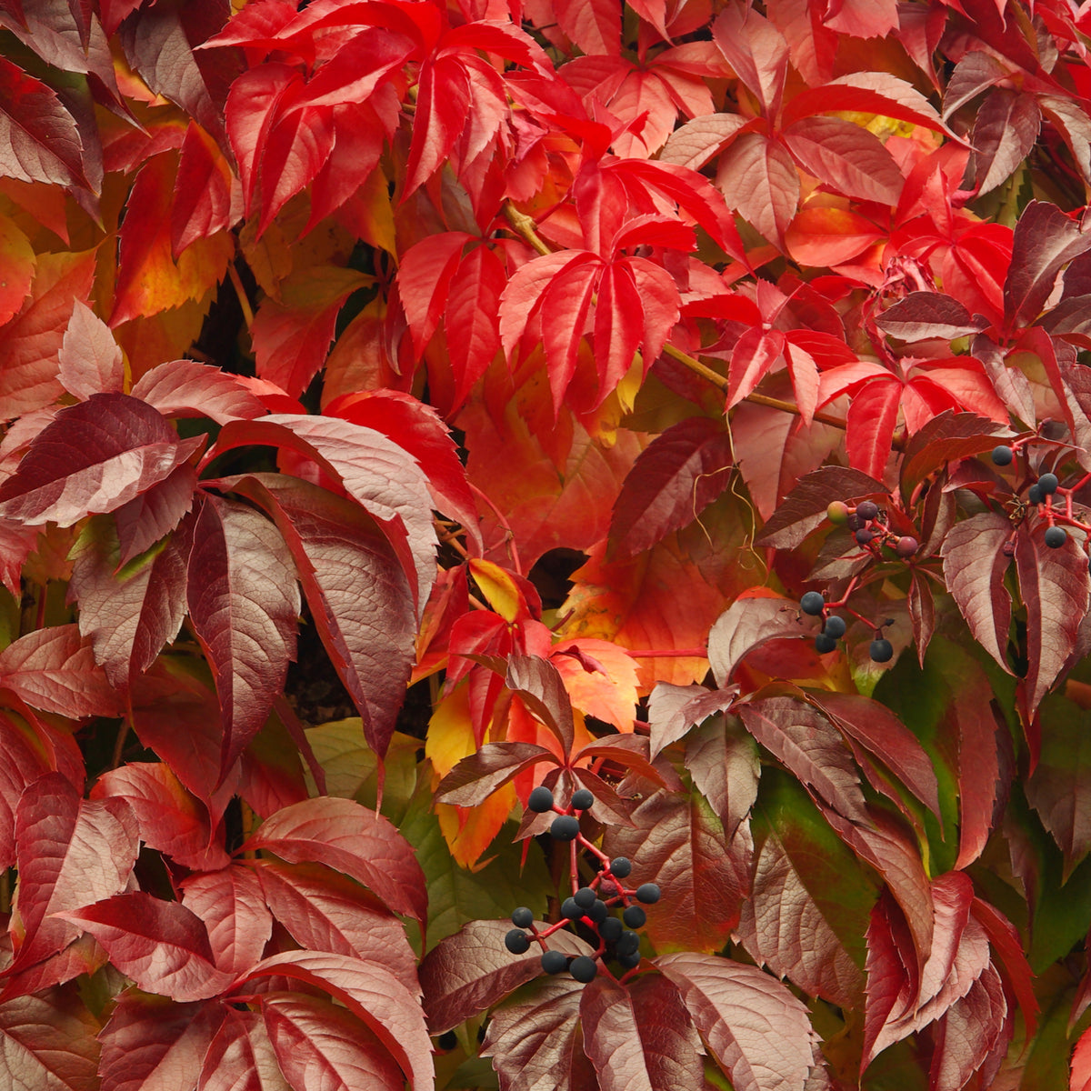 Parthenocissus quinquefolia &#39;Virginia Creeper&#39; 2L