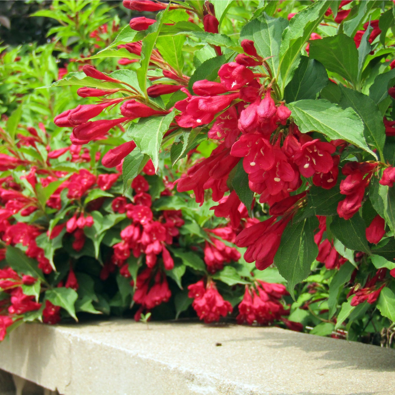 Weigela Florida - Red Prince 9cm / 1L / 2L
