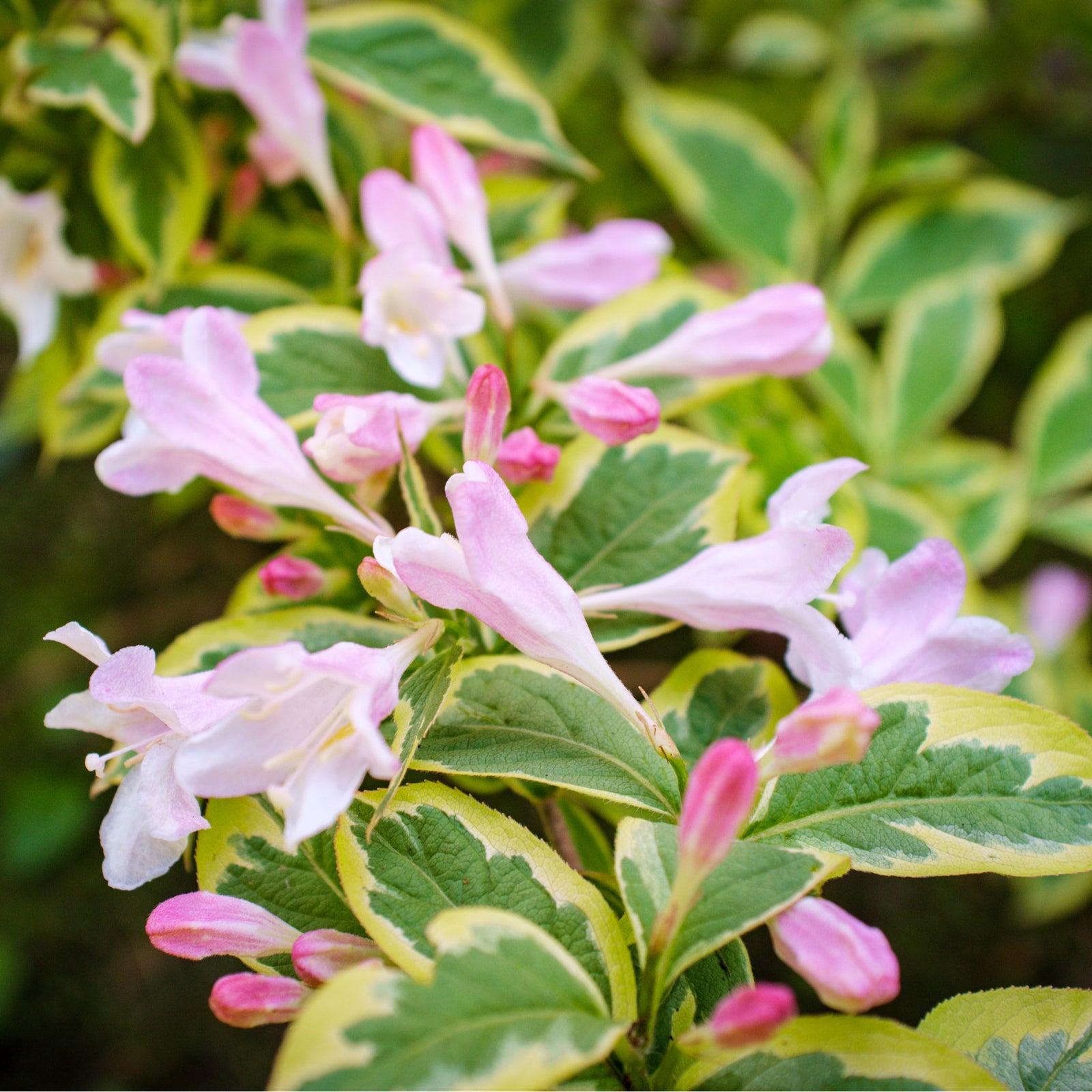 Weigela florida 'Sunny Fantasy' 3L (80-90cm) features light pink, trumpet-shaped blooms and green leaves with yellow-edged variegation, adding vibrant color and dense foliage to any garden.