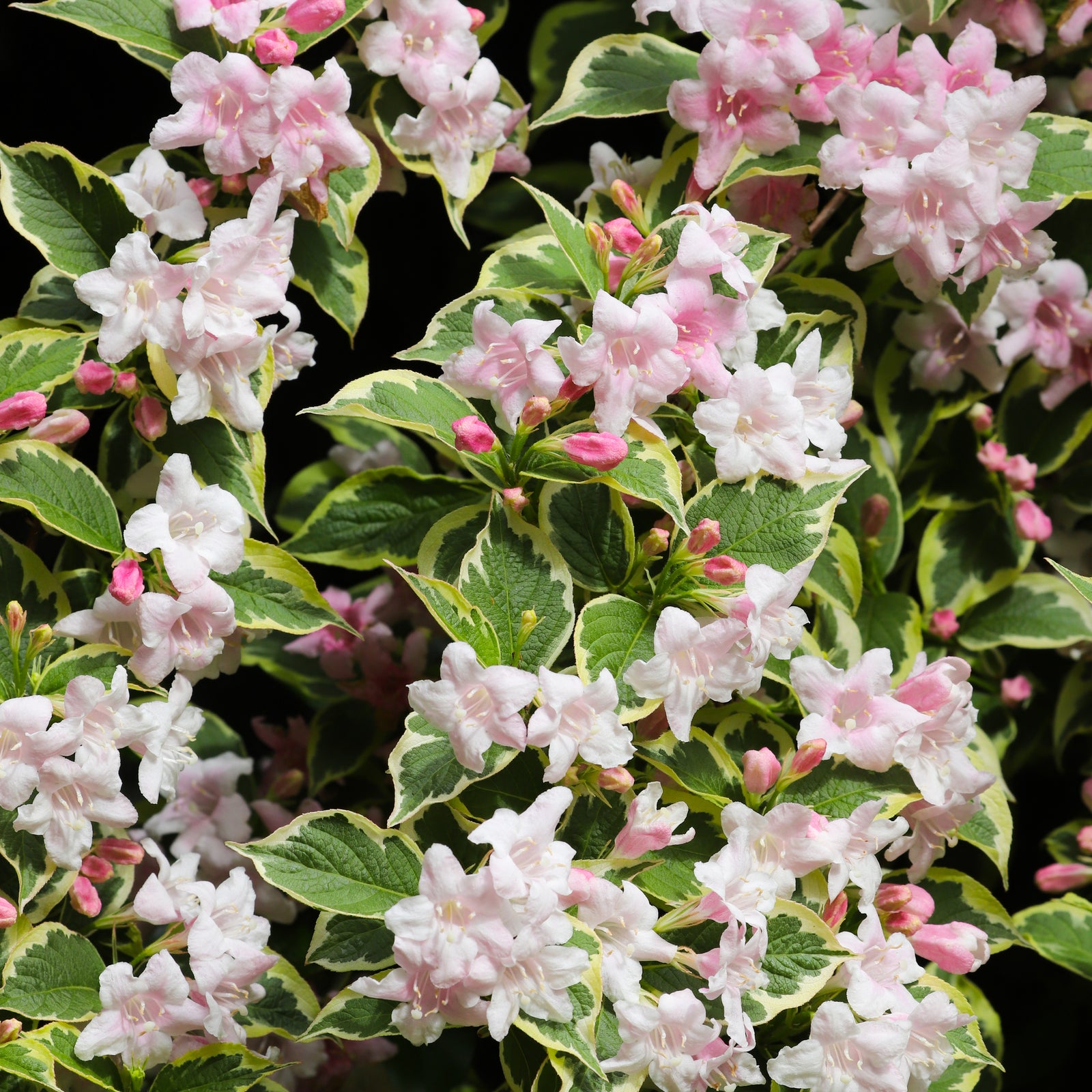 Weigela florida 'Sunny Fantasy' 3L (80-90cm) features light pink, trumpet-shaped blooms and green leaves with yellow-edged variegation, adding vibrant color and dense foliage to any garden.