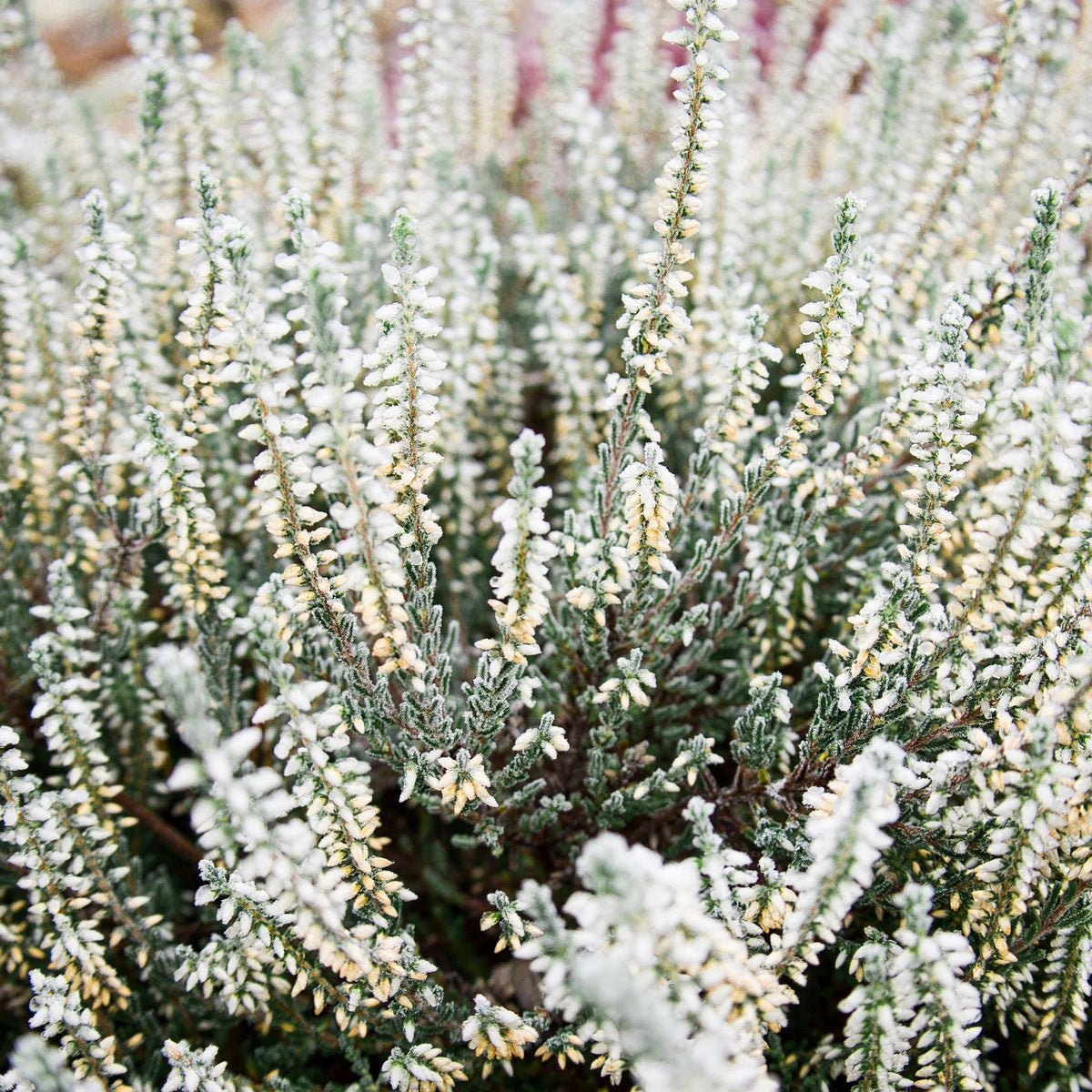 Close-up of Calluna Heather White (9cm Pot) showing dense clusters of long, thin stems with small white and pale yellow flowers—perfect shade-tolerant, low-maintenance addition to your garden.