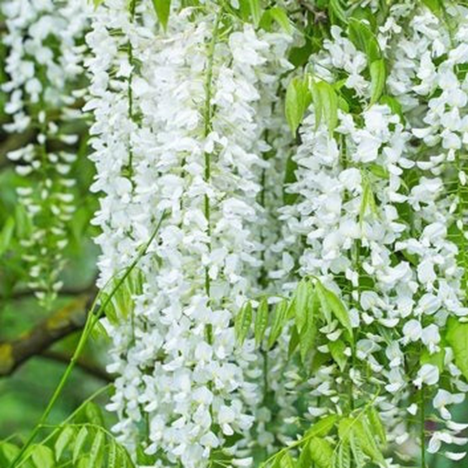 Wisteria sinensis 'Alba' (White) 60cm features elegant clusters of white blooms cascading from leafy branches. This stunning deciduous climber, awarded the RHS Award of Garden Merit, adds lush beauty to any outdoor setting.