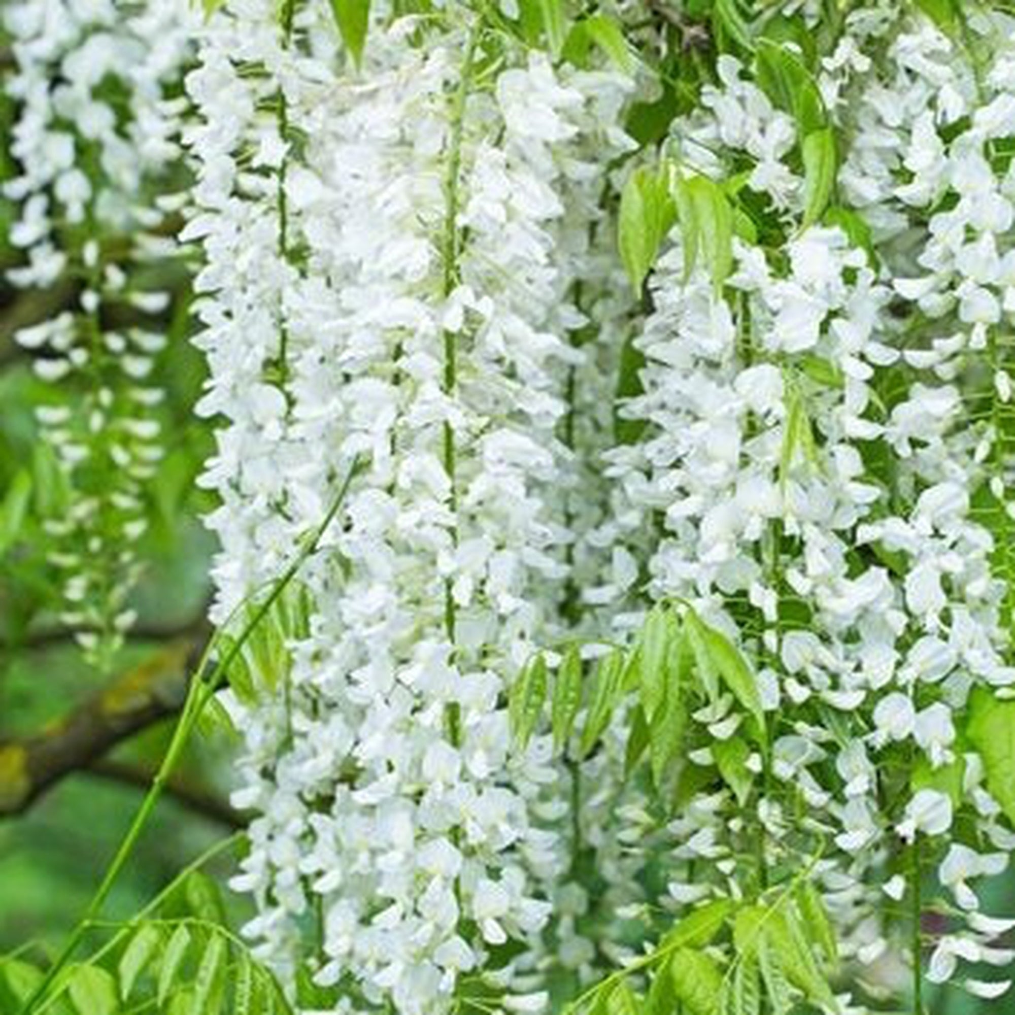 Wisteria sinensis 'Alba' (White) 60cm