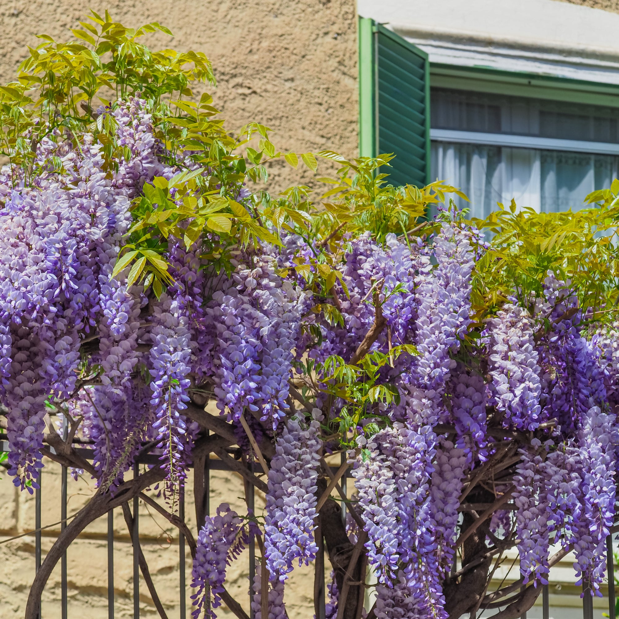 Wisteria Brachybotrys ikon yama fuji - 6.5L