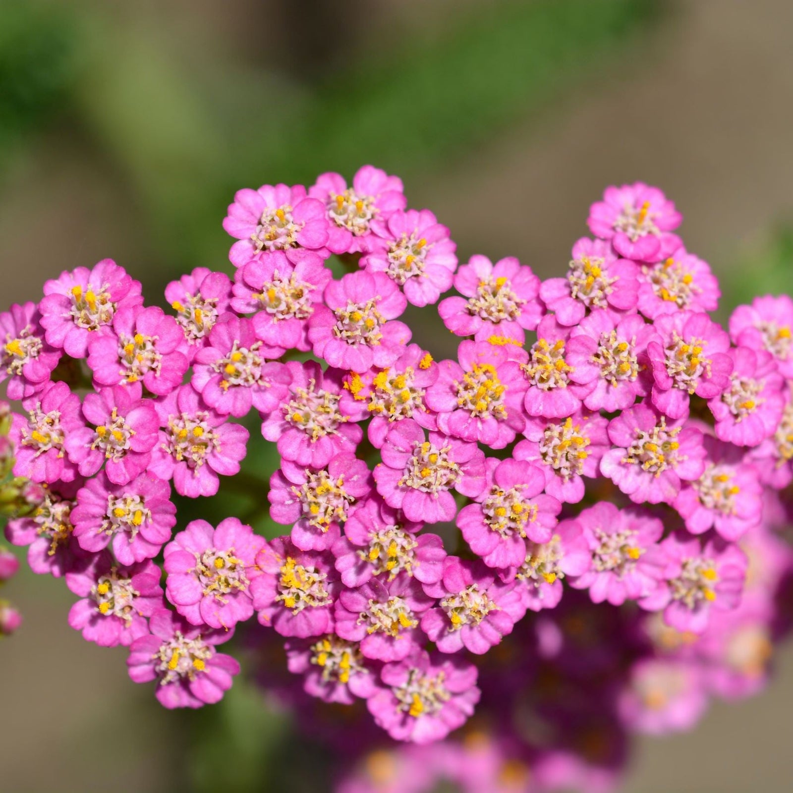 Achillea 'Summer Pastels' 9cm