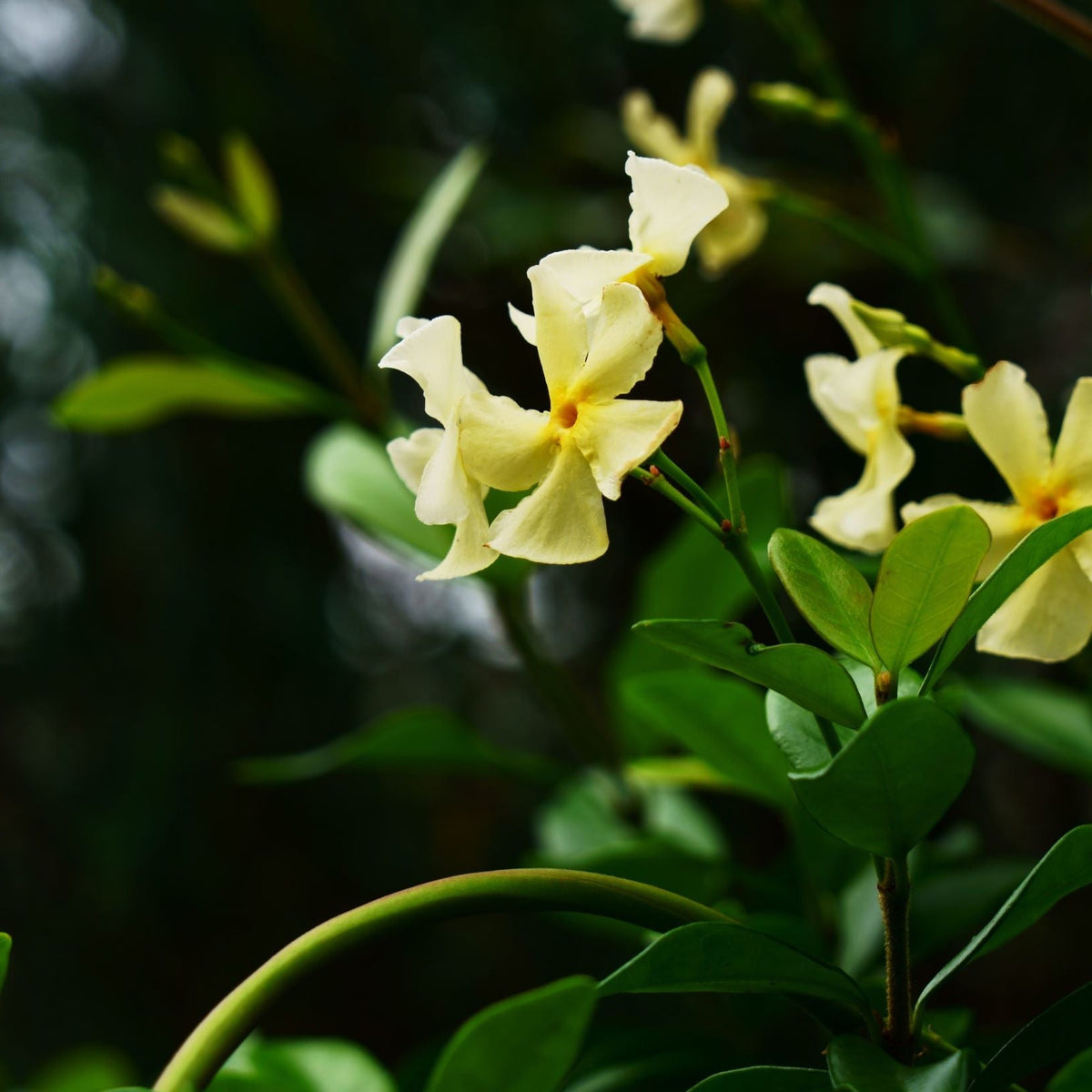 Close-up of Trachelospermum jasminum &#39;Star of Toscana&#39; (Yellow Evergreen Star Jasmine) showing pale yellow, fragrant flowers with delicate petals and glossy green leaves against a dark, blurred background. This climber is prized for year-round beauty.