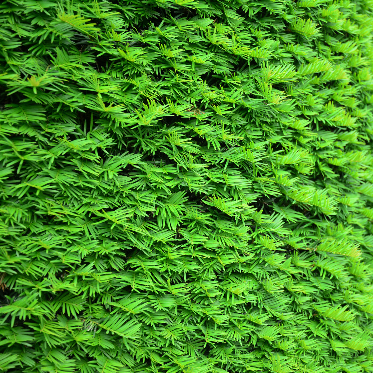 Close-up of lush green Yew Hedging (Taxus Baccata 9cm/2L) leaves, densely layered to create a vibrant, textured pattern—perfect for an elegant conifer hedge.