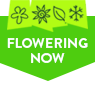 Flowering Now